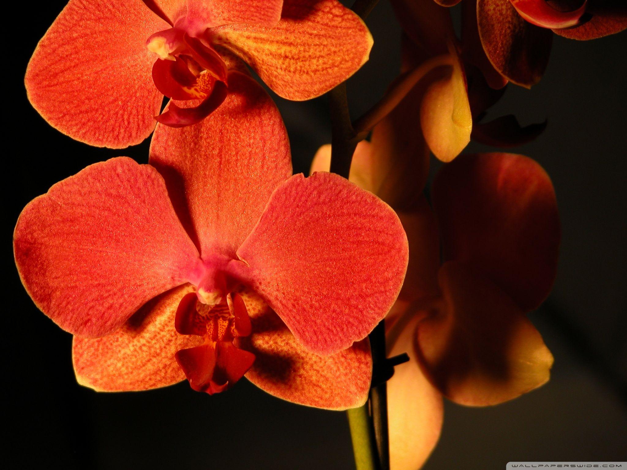 Orange Orchids Wallpapers - Top Free Orange Orchids Backgrounds