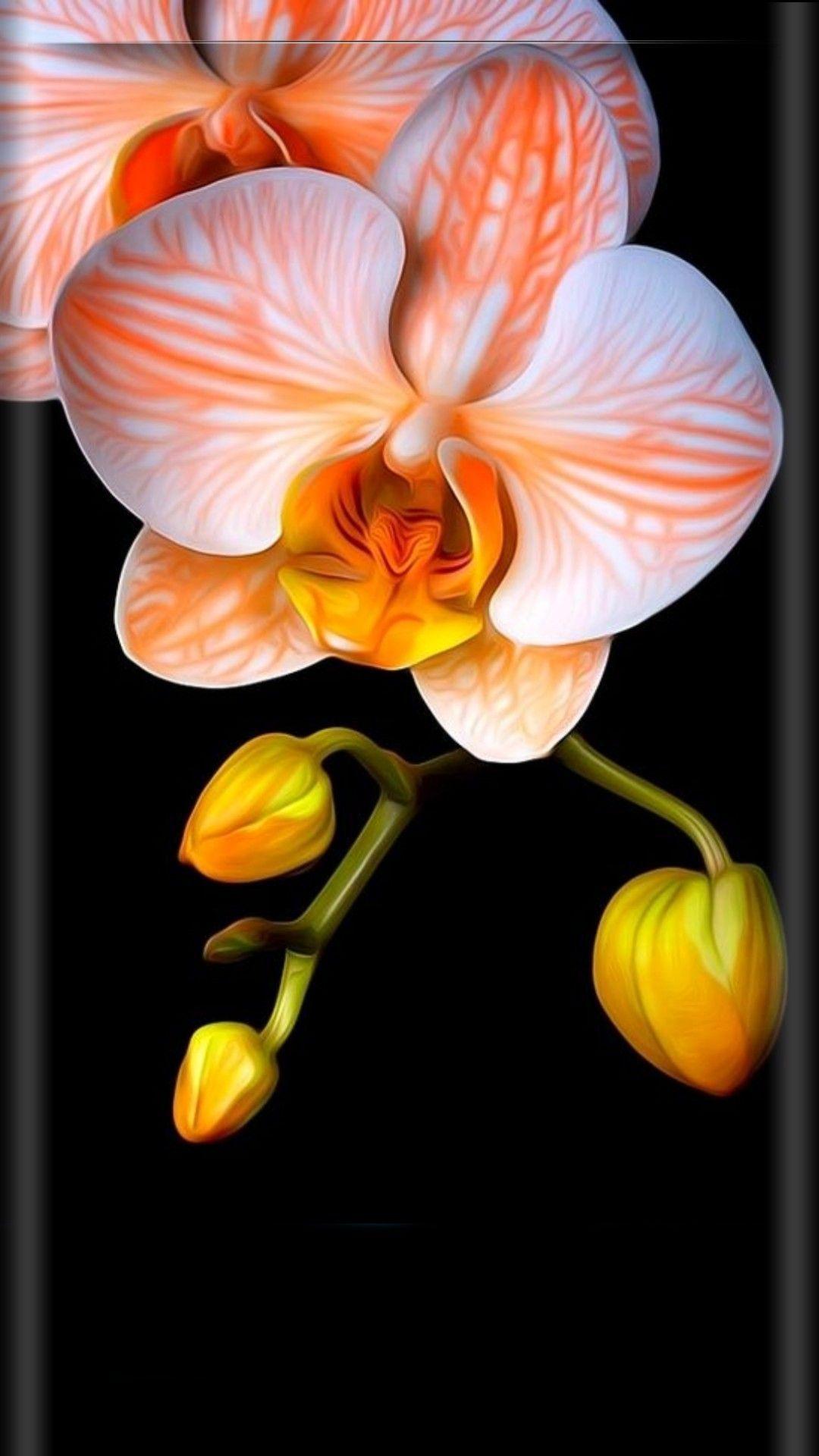 Orange Orchid Wallpapers - Top Free Orange Orchid Backgrounds