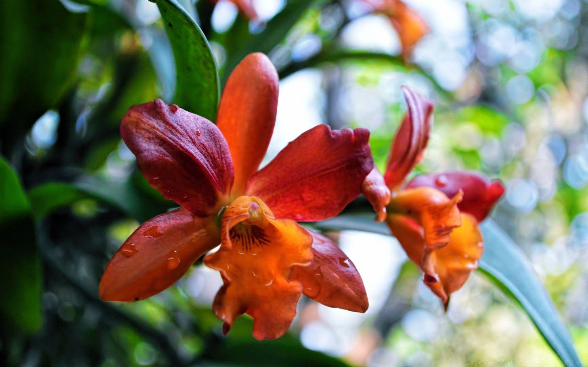 Orange Orchid Wallpapers - Top Free Orange Orchid Backgrounds