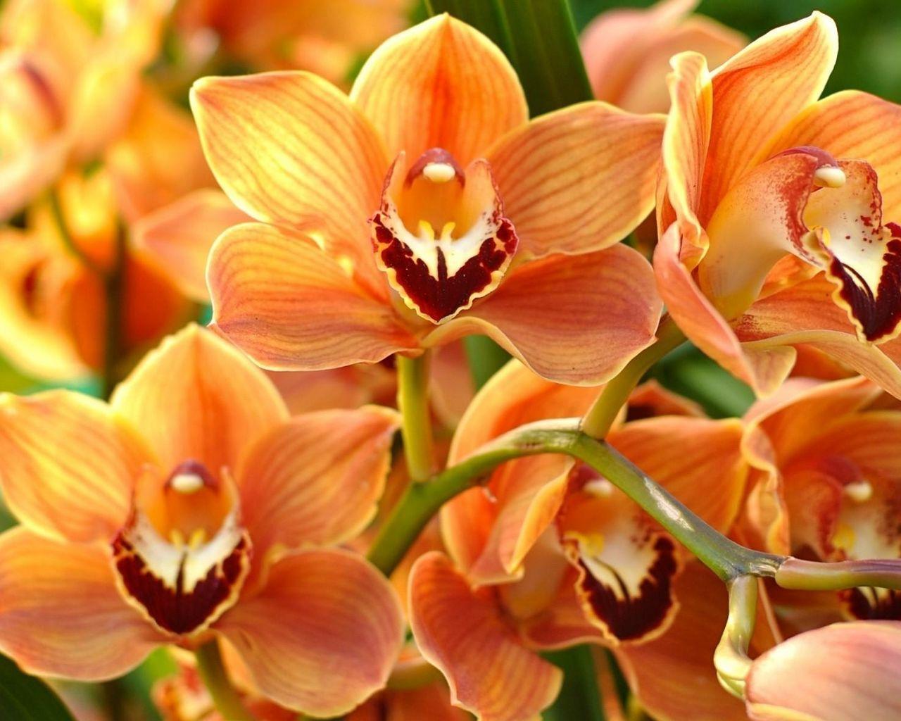 Orange Orchid Wallpapers - Top Free Orange Orchid Backgrounds