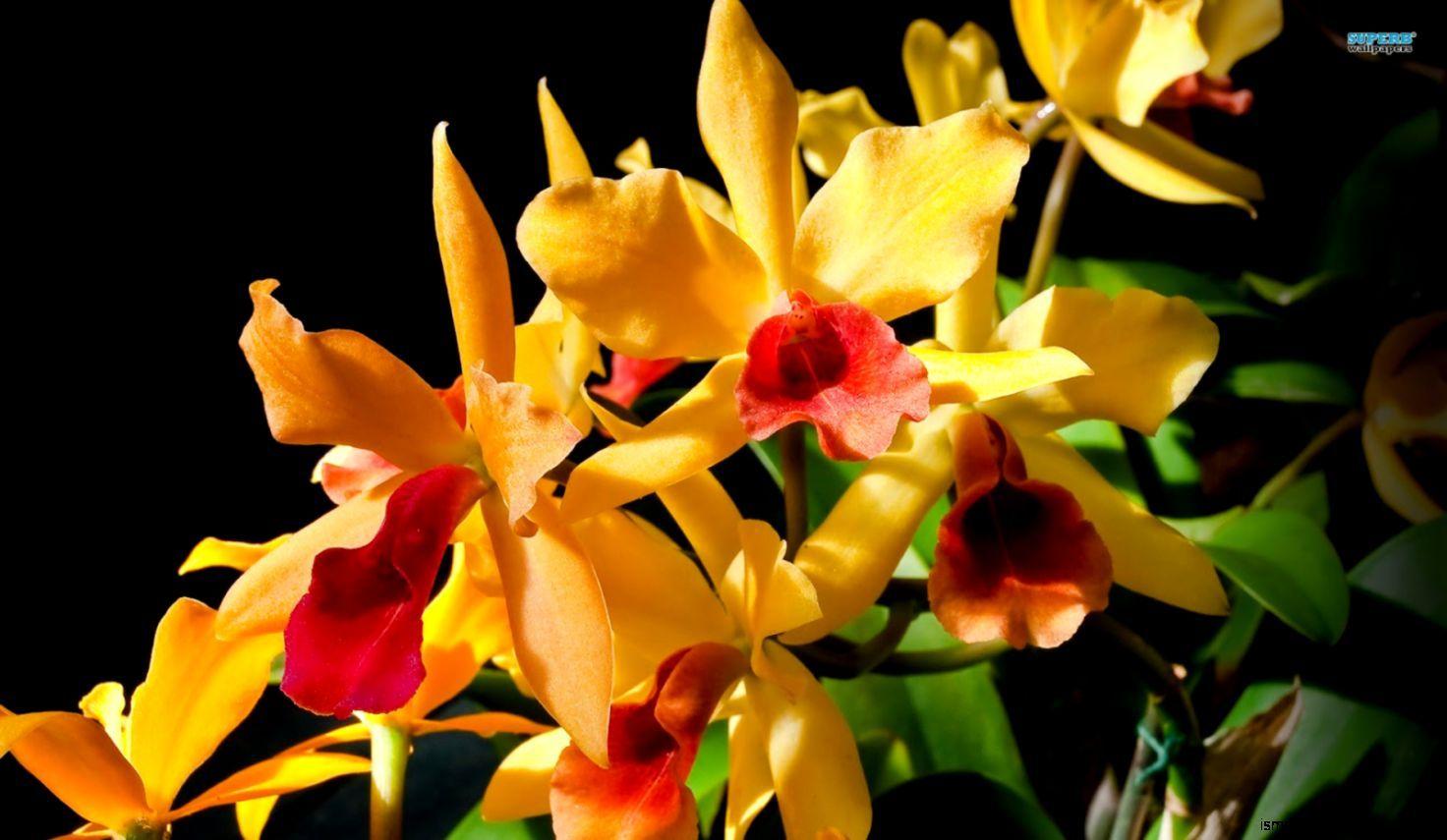 1472x855 Orange Orchid HD Wallpaper