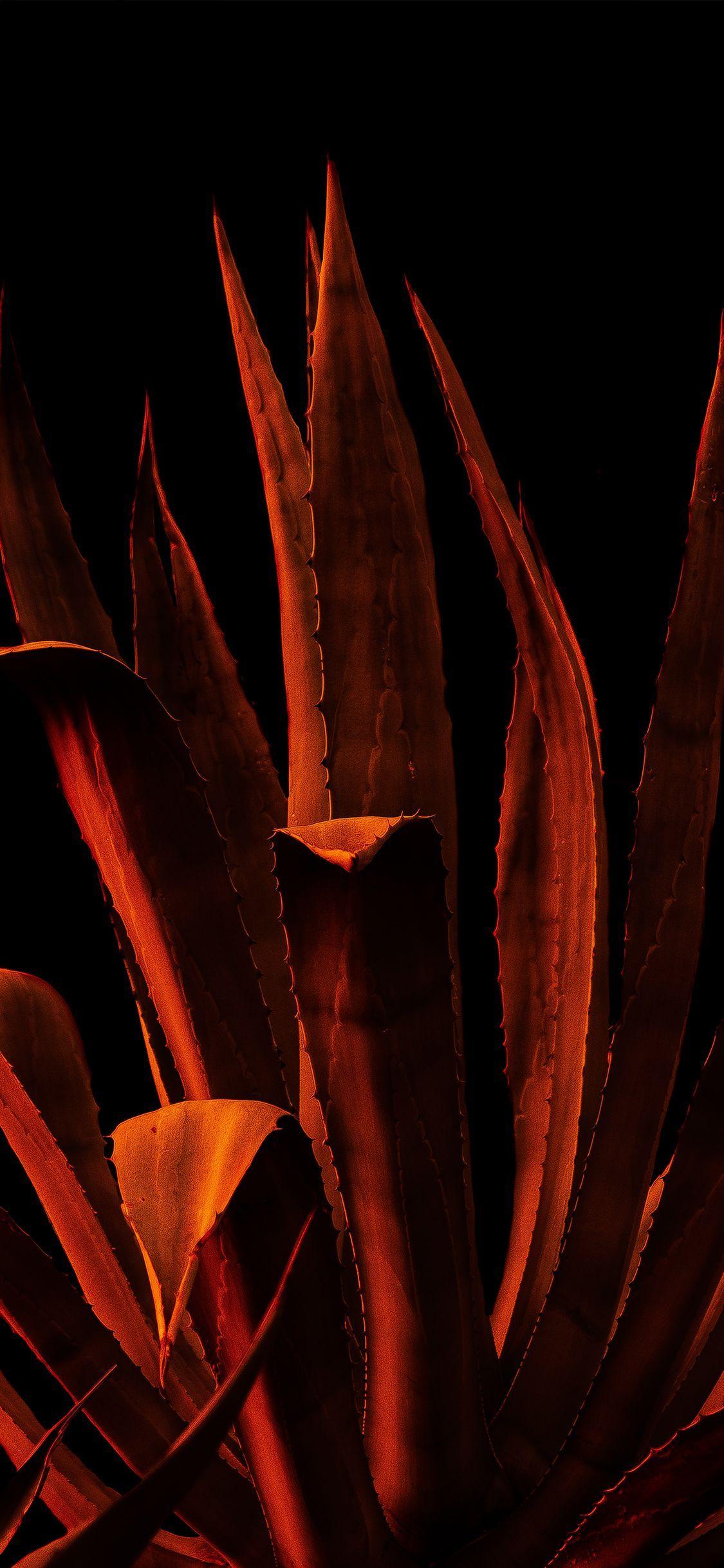 1125x2436 Orange Orchid iPhone Wallpaper