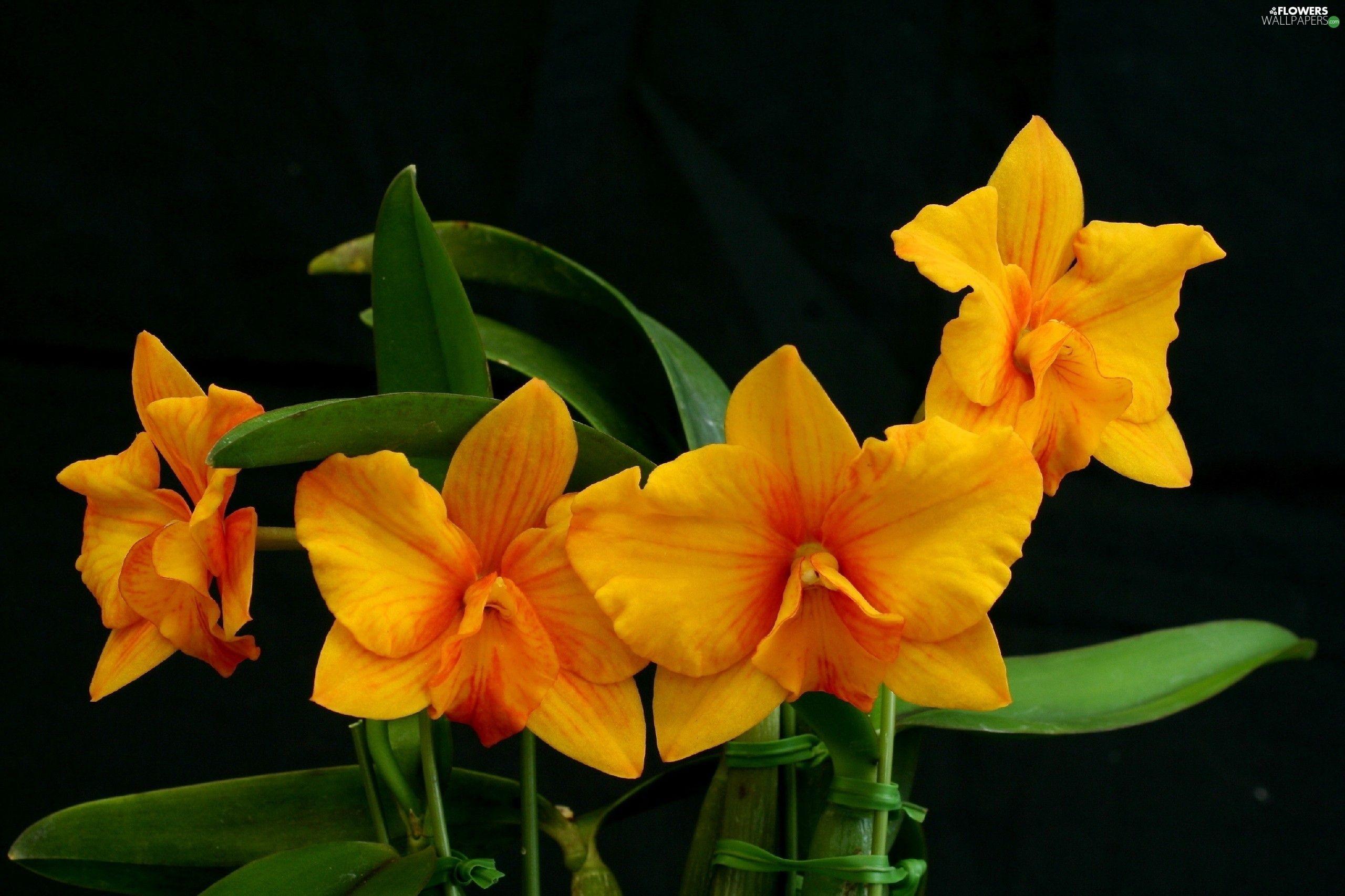 2560x1706 Orange Orchid Background .