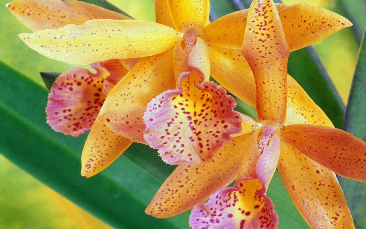 Orange Orchid Wallpapers - Top Free Orange Orchid Backgrounds