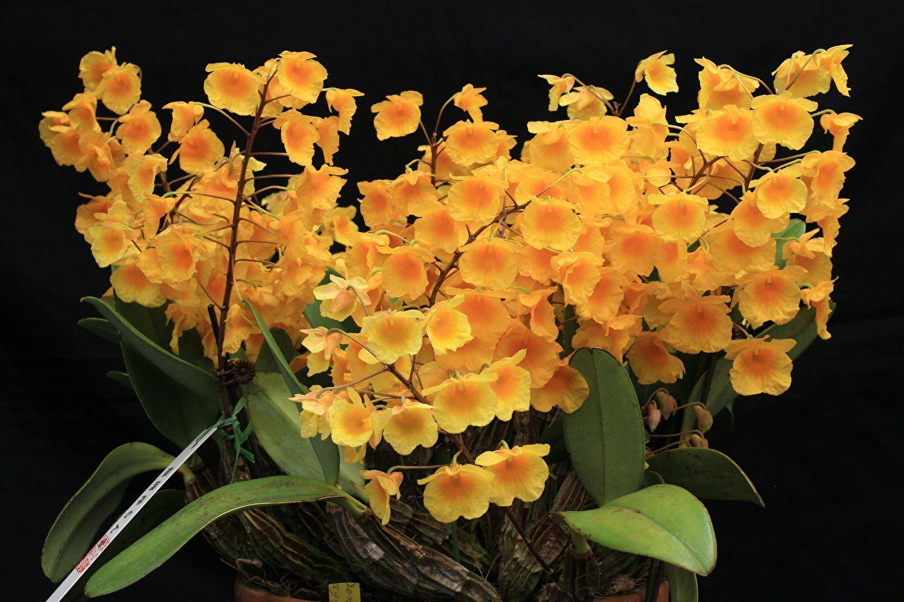 1280x853 Desktop Wallpaper Orchid Yellow Flowers