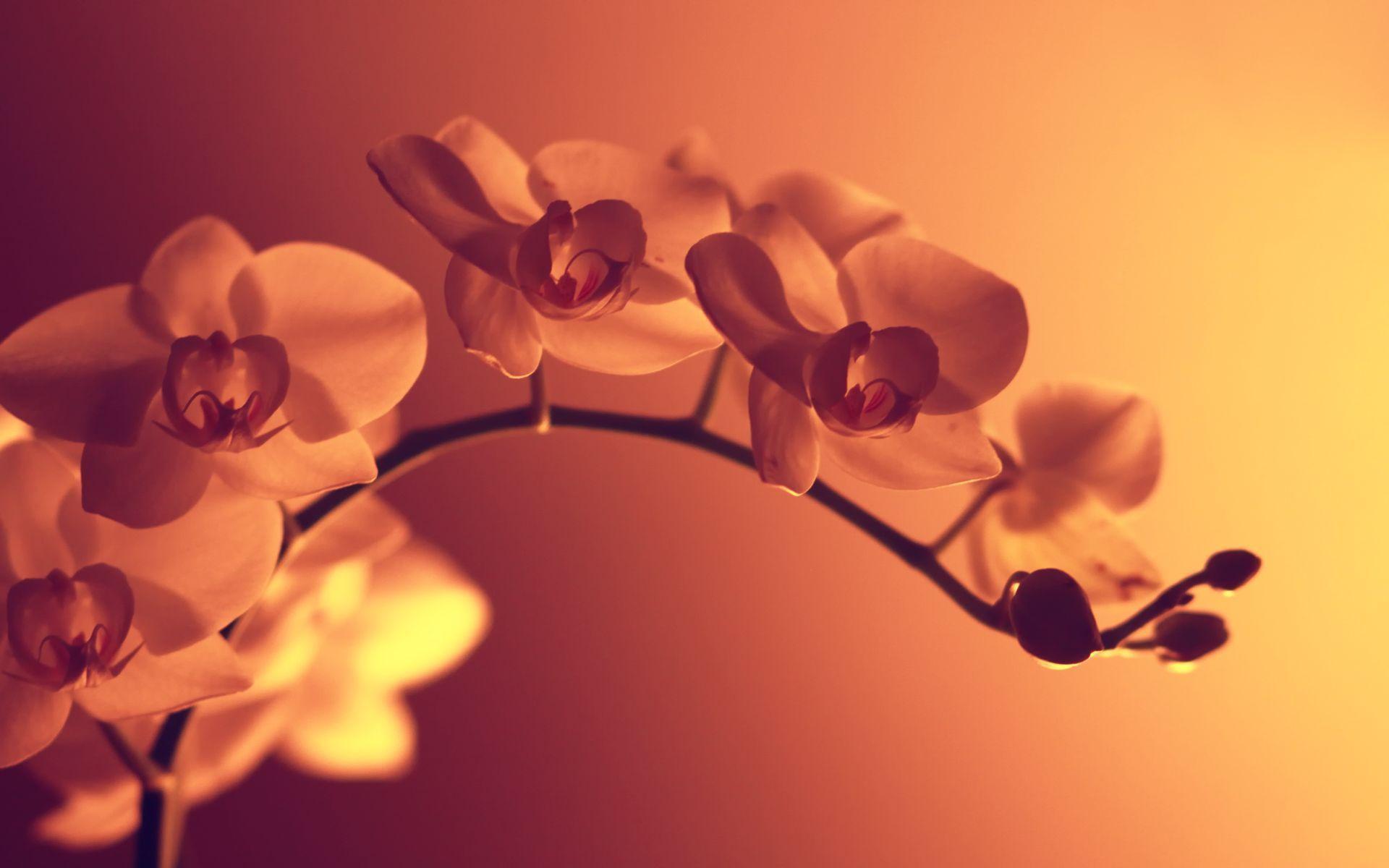 Orange Orchid Wallpapers - Top Free Orange Orchid Backgrounds