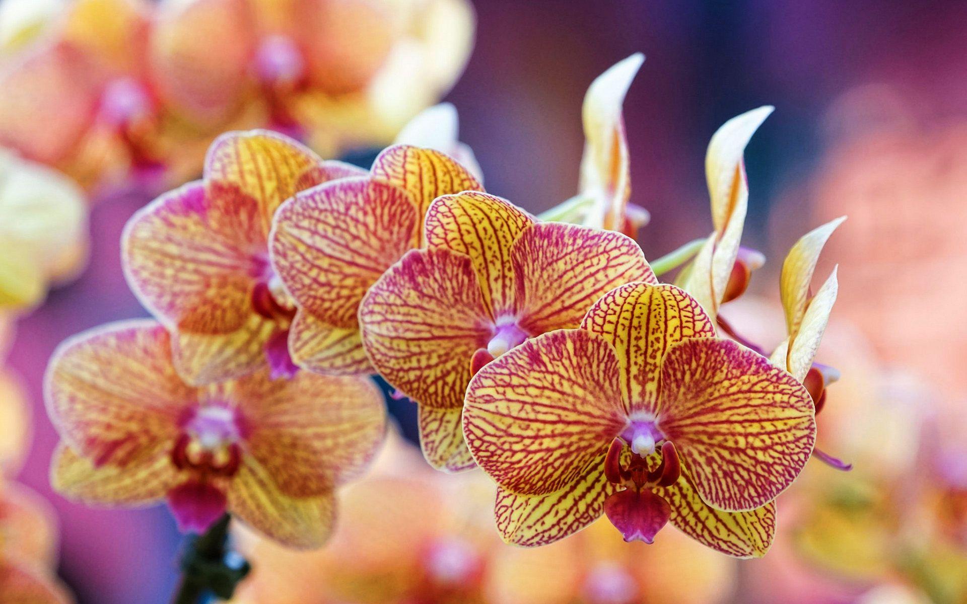 Orange Orchid Wallpapers - Top Free Orange Orchid Backgrounds