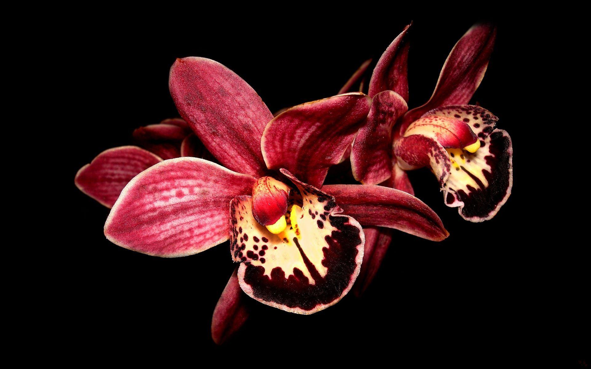 Orange Orchid Wallpapers - Top Free Orange Orchid Backgrounds