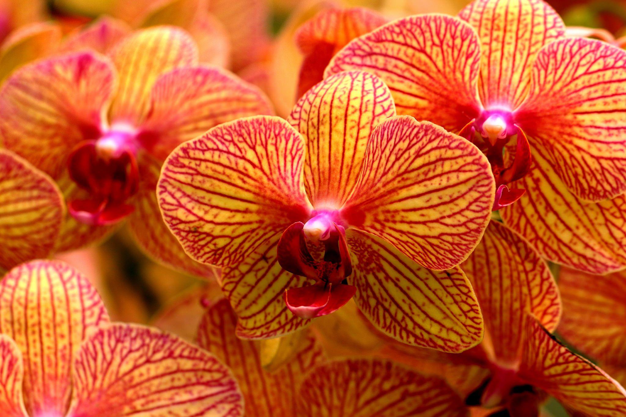 Orange Orchid Wallpapers - Top Free Orange Orchid Backgrounds