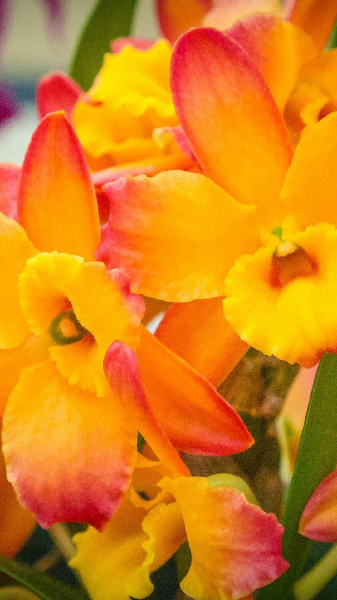 1080x1920 HD yellow pink orchids iPhone 6 / 6s / Plus wallpaper, flower mobile background download. Beautiful orchids, Orchid wallpaper, Orchids