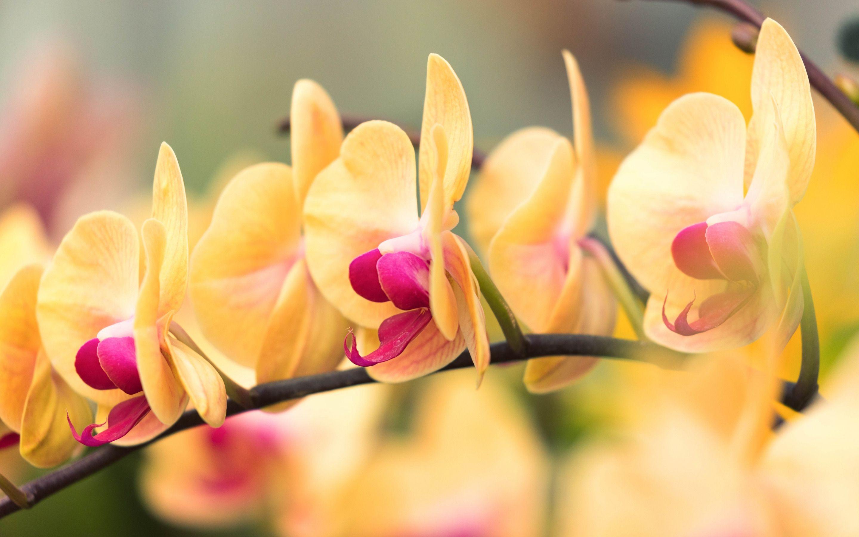 Orange Orchid Wallpapers - Top Free Orange Orchid Backgrounds