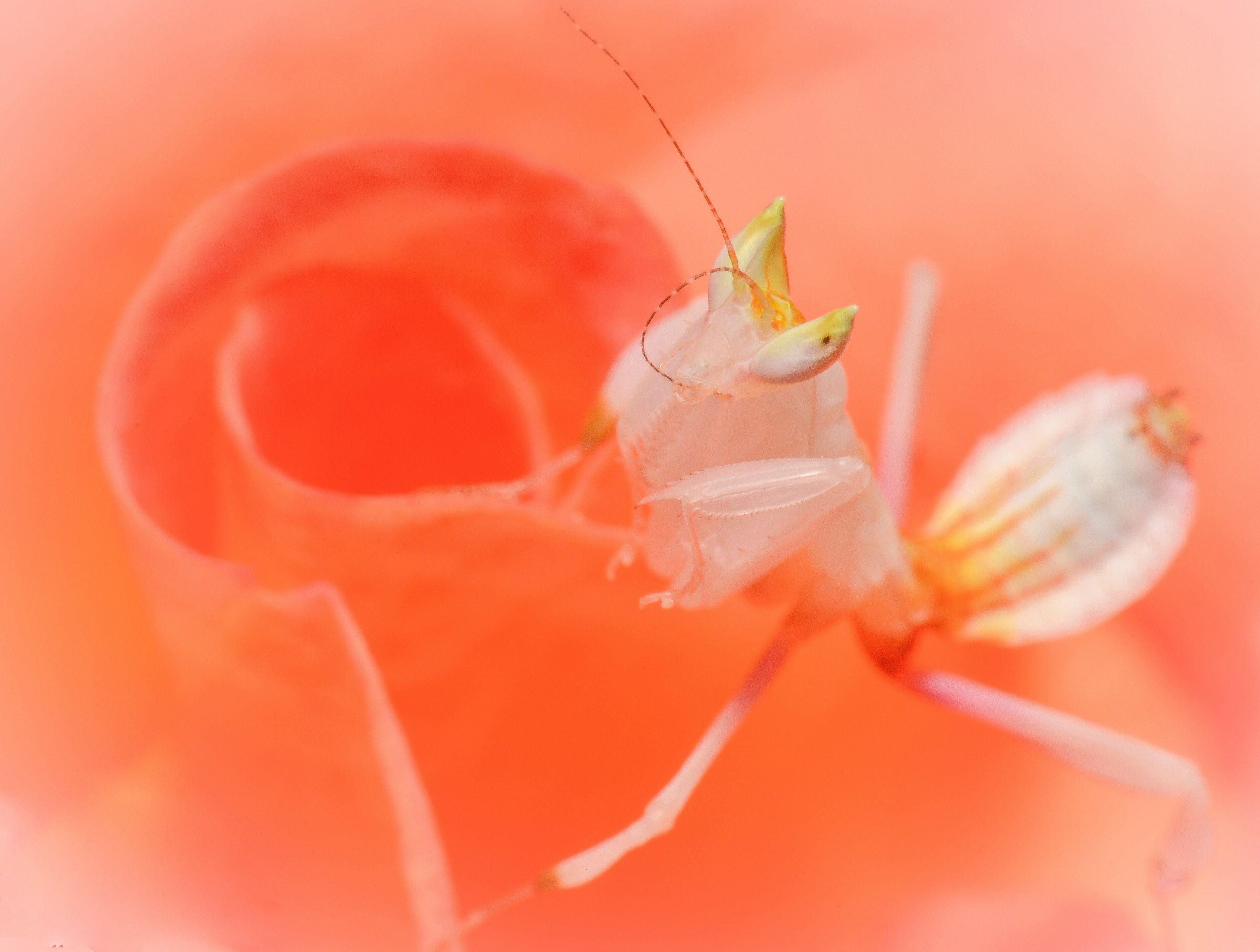 3840x2902 orchid mantis 4k amazing HD desktop wallpaper. Orchid mantis, Wallpaper, Orchids