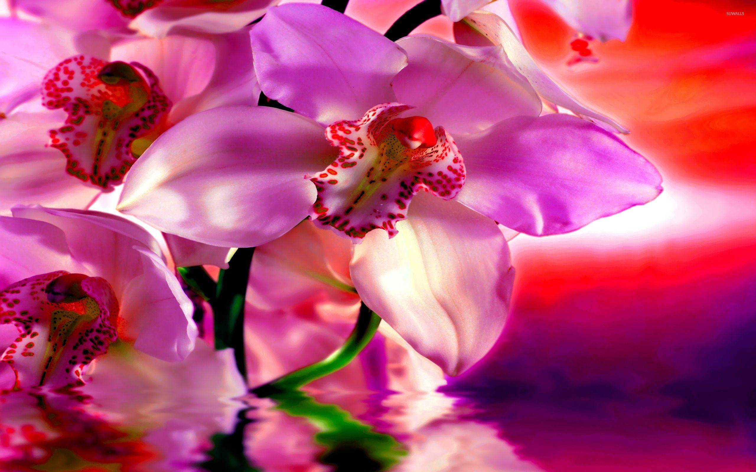 Black and Purple Orchid Wallpapers - Top Free Black and Purple Orchid