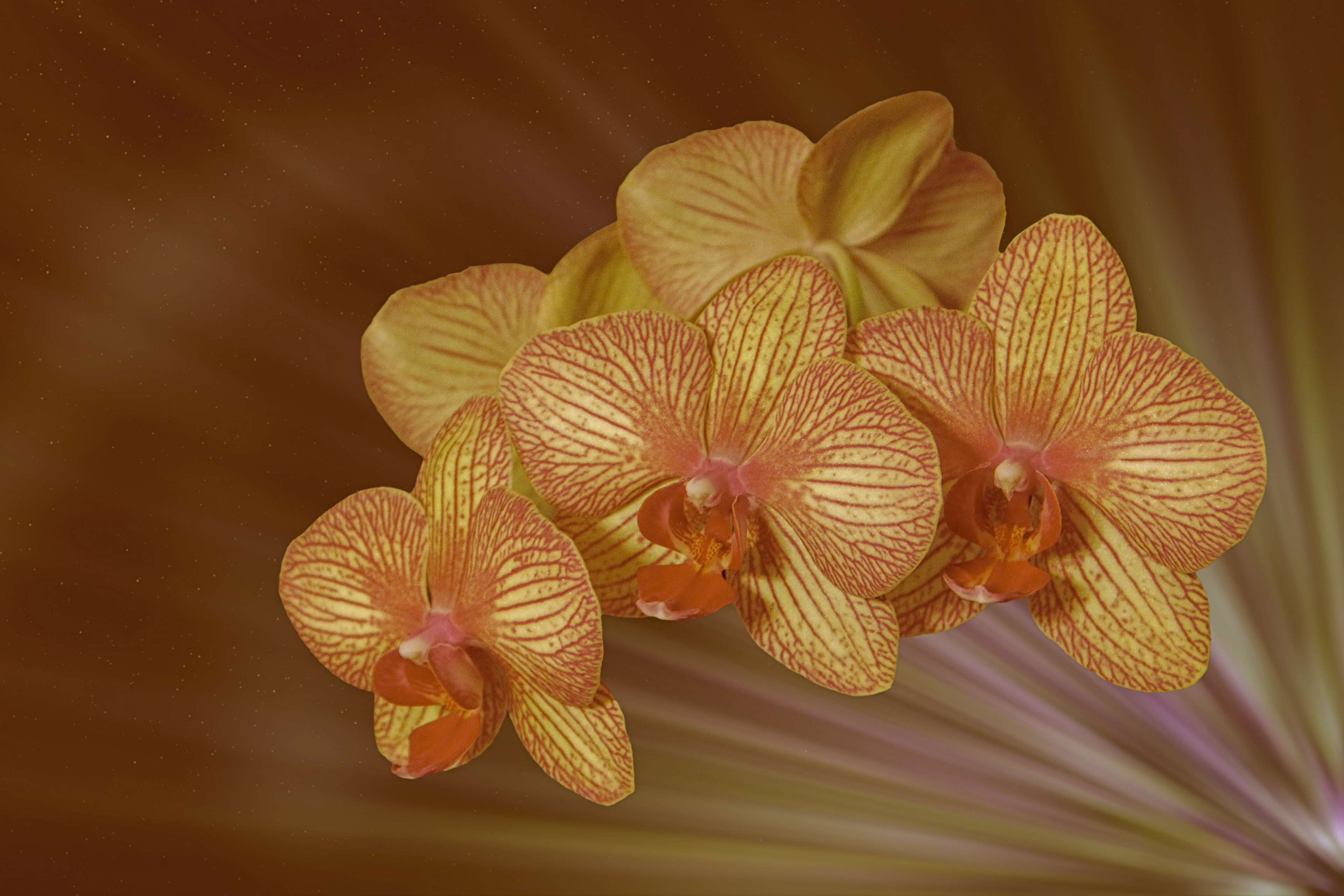 Orange Orchid Wallpapers - Top Free Orange Orchid Backgrounds