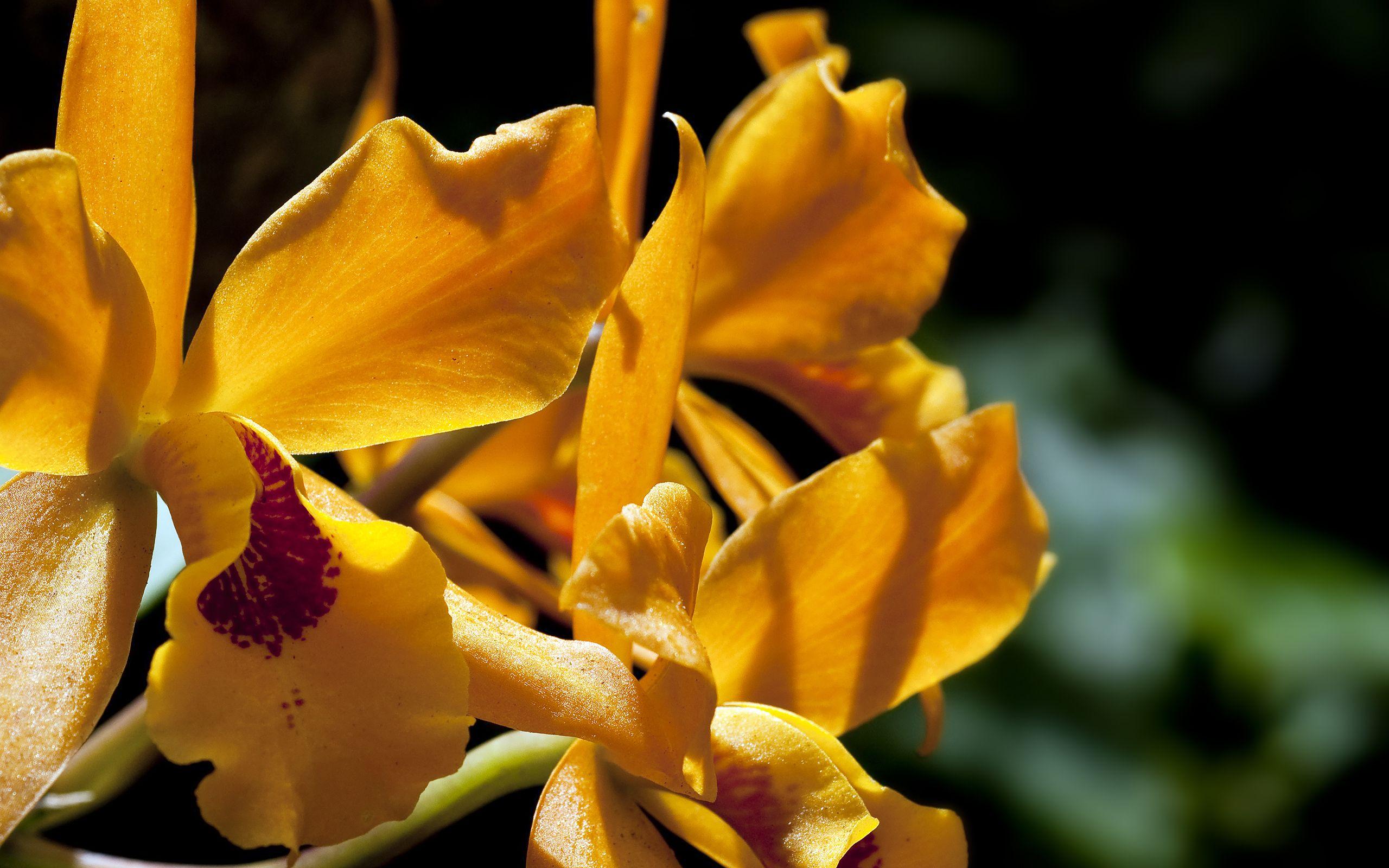 2560x1600 Orange Orchid HD wallpaper « HD Wallpaper