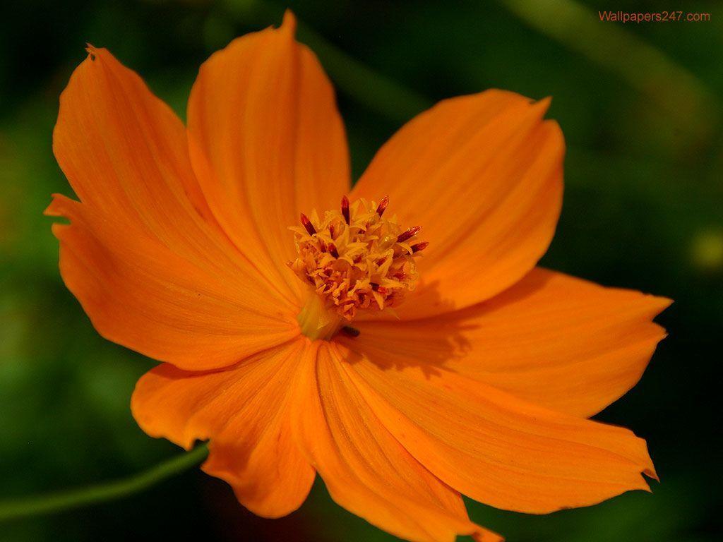 Orange Orchid Wallpapers - Top Free Orange Orchid Backgrounds