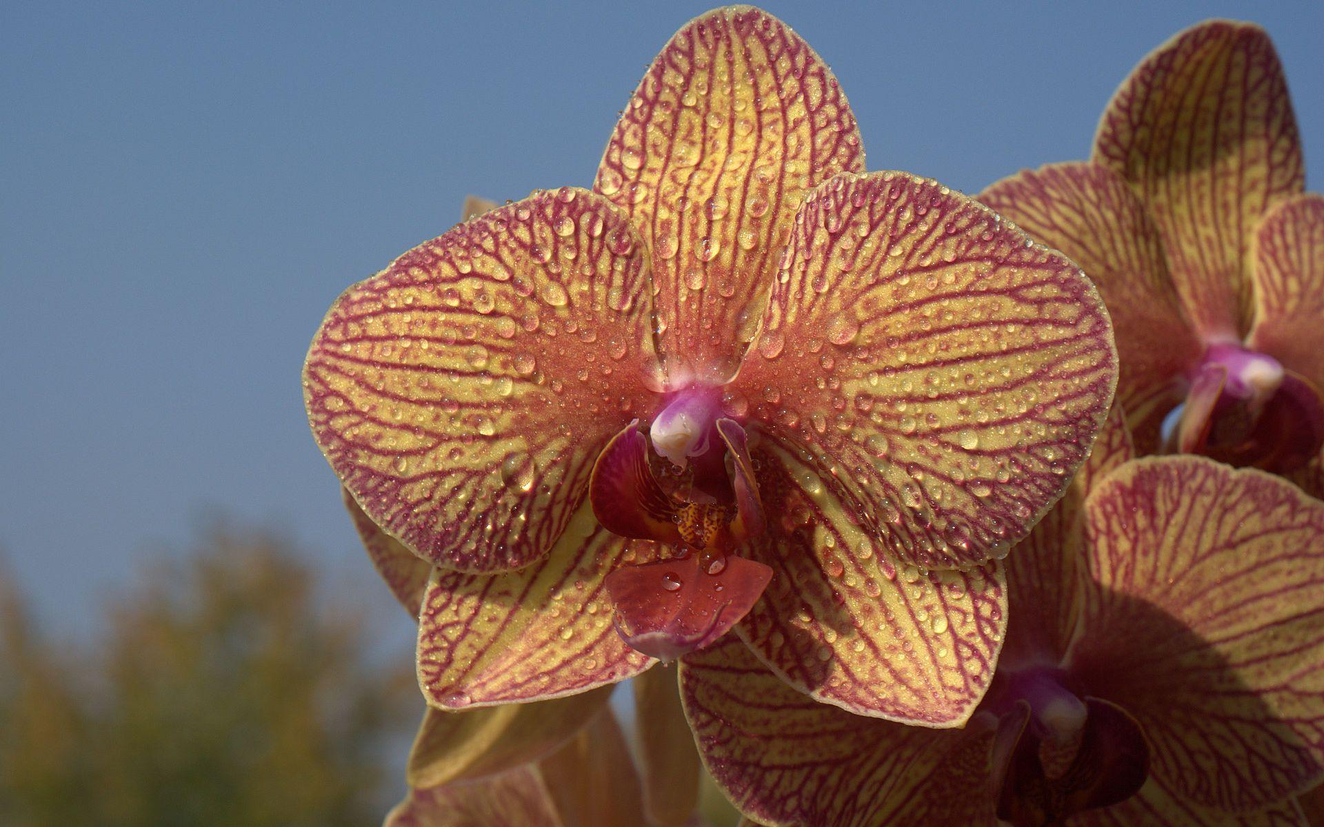 1920x1200 Photo, wallpaper, orchid, high, resolution, yellow, purple, photography, world