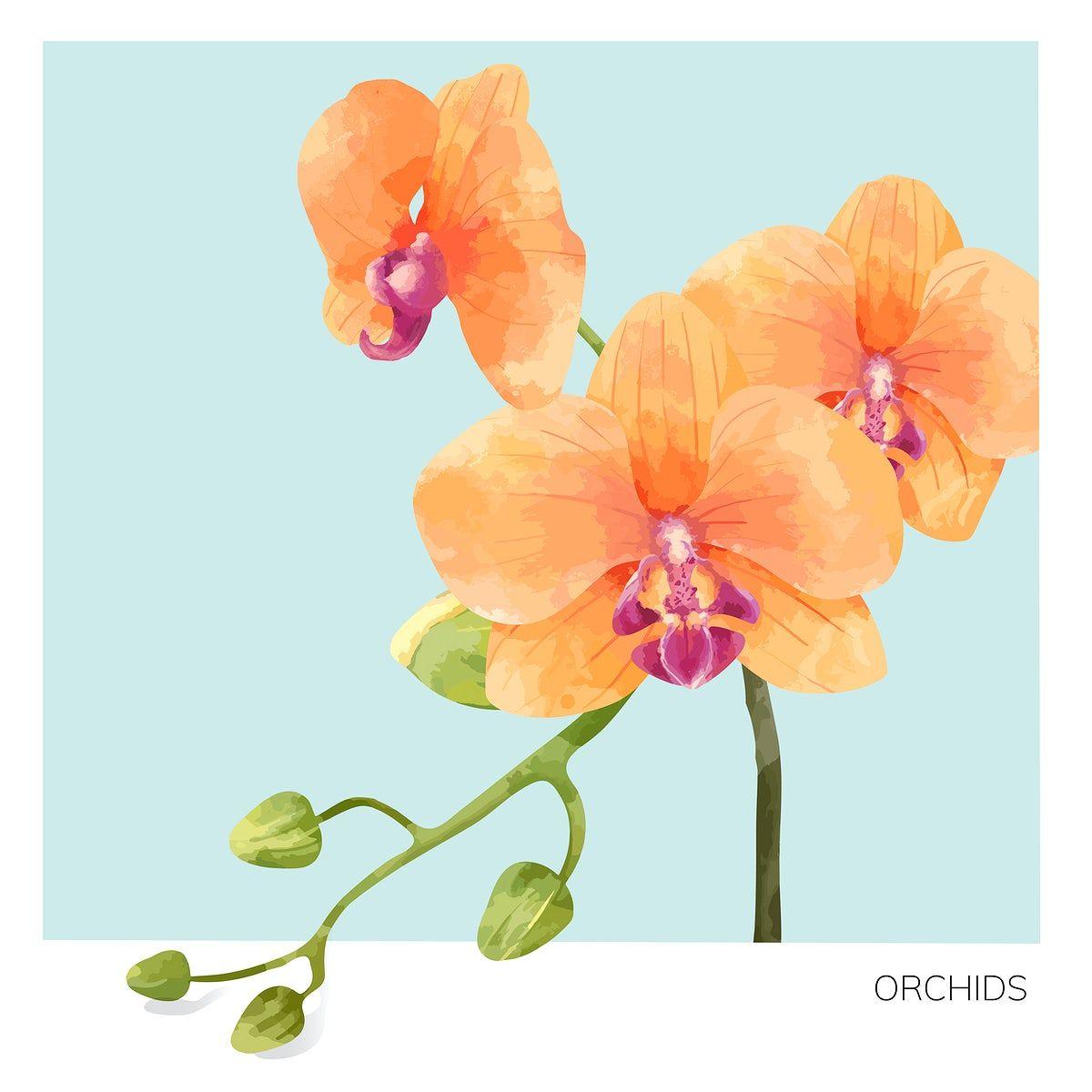1200x1200 Hand drawn orchid flower illustration