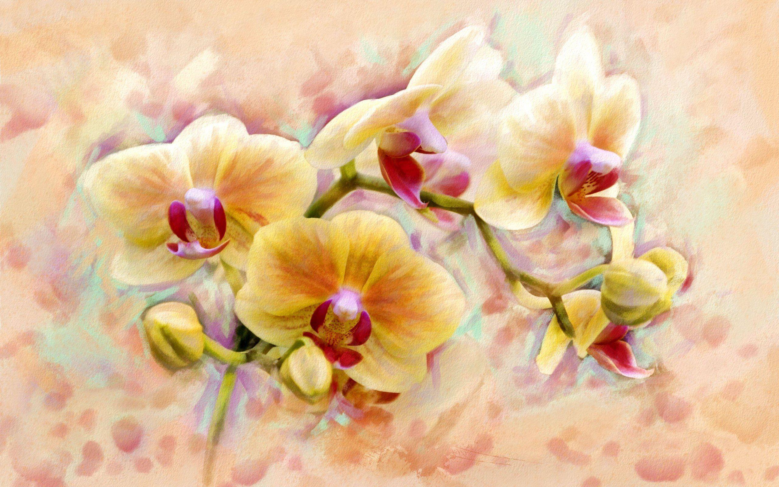 2560x1600 Download wallpaper orange orchids, orchid, floral background for desktop with resolution 2560x1600. High Quality HD picture wallpaper