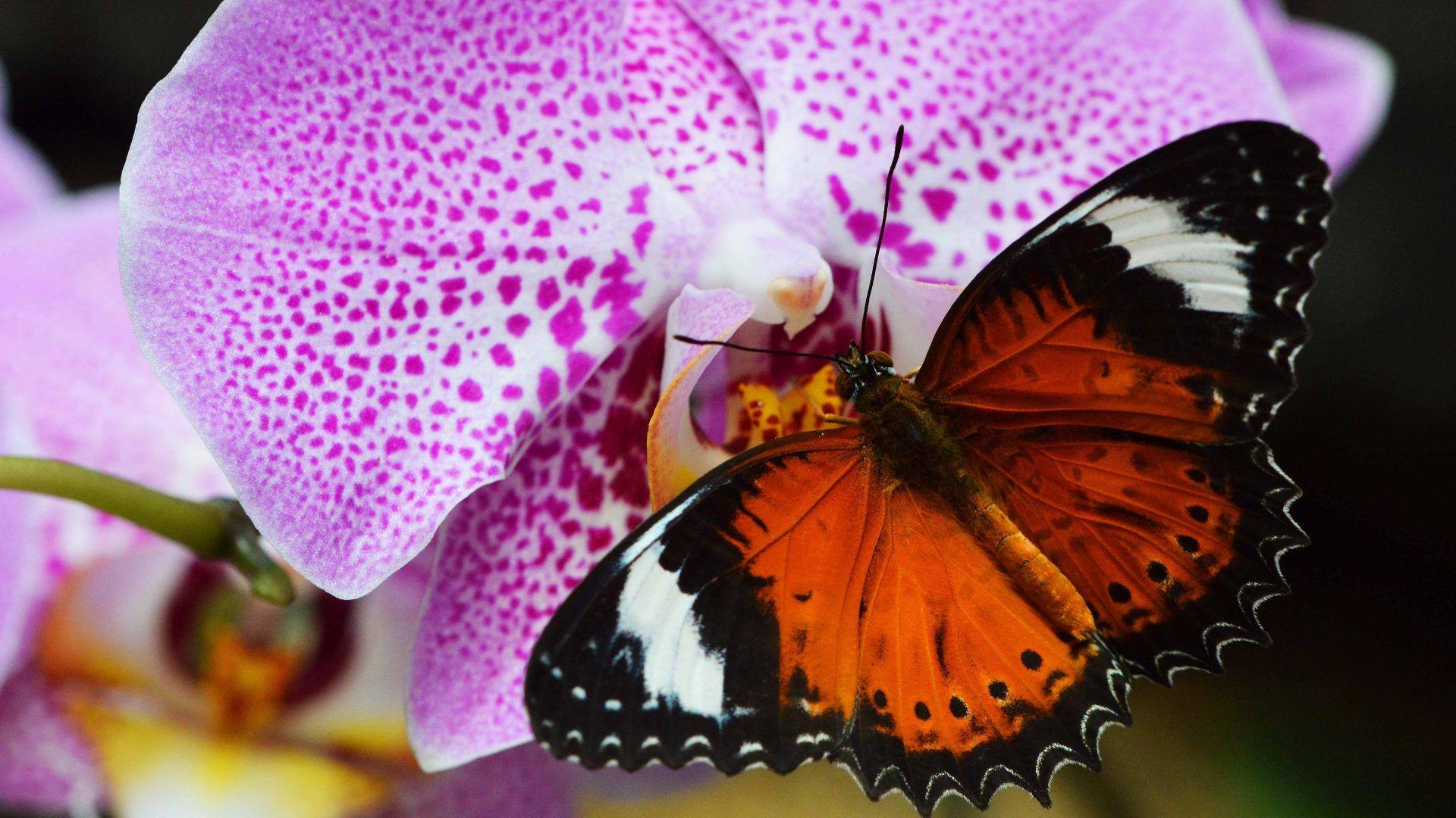 1920x1080 Animals Insect Orange Butterfly Orchid Purple Desktop Background HD 5200x3250 :