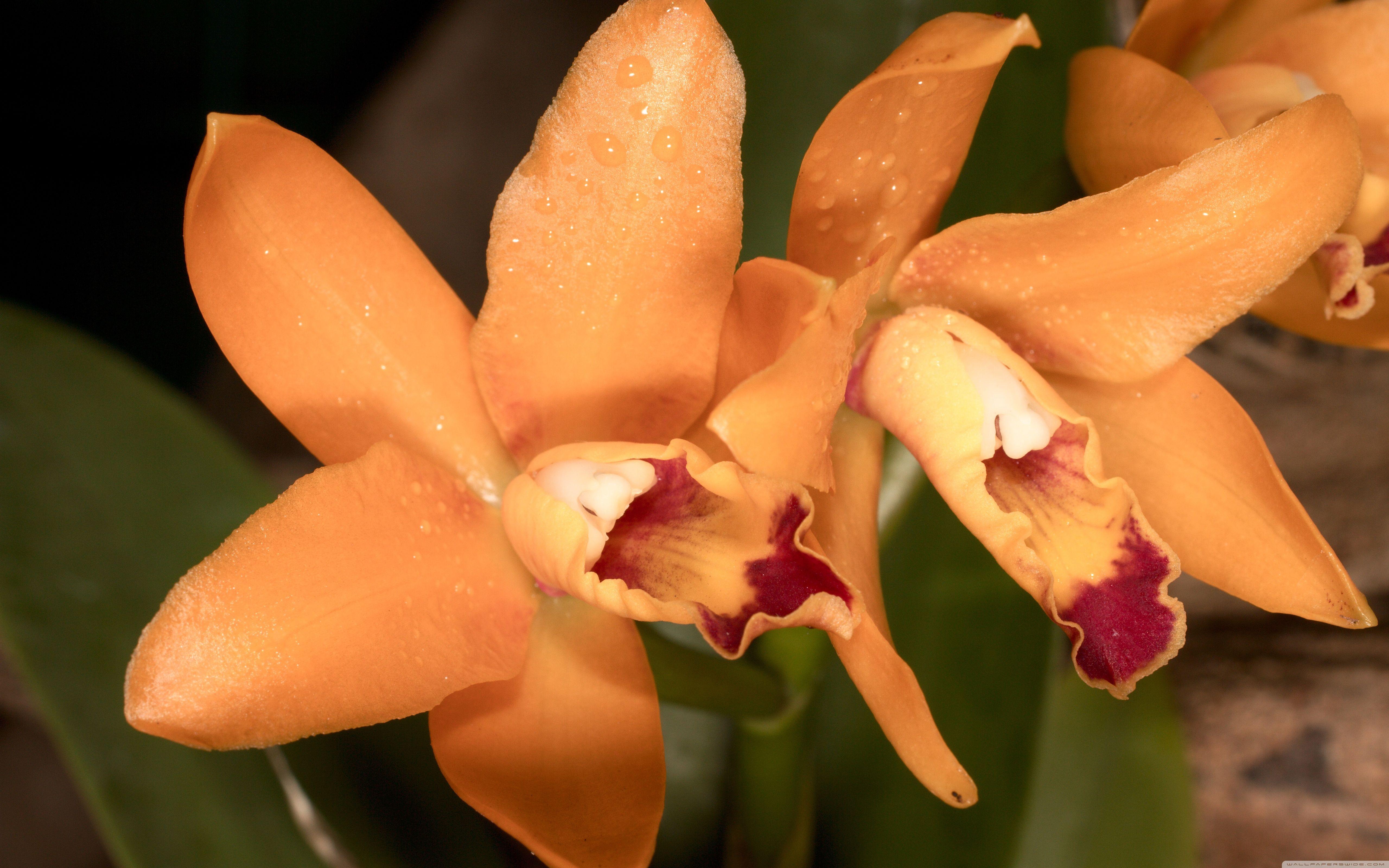5120x3200 Download Orange Orchids UltraHD Wallpaper