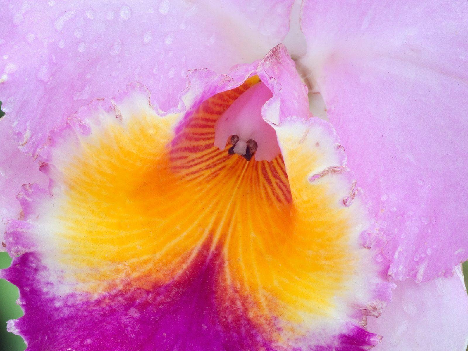 1600x1200 Macro View of an Orchid Wallpaper Flowers Nature Wallpaper in jpg format for free download