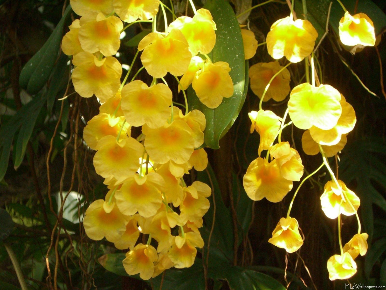 1600x1200 yellow. Hanging orchid, Yellow orchid, Flora flowers