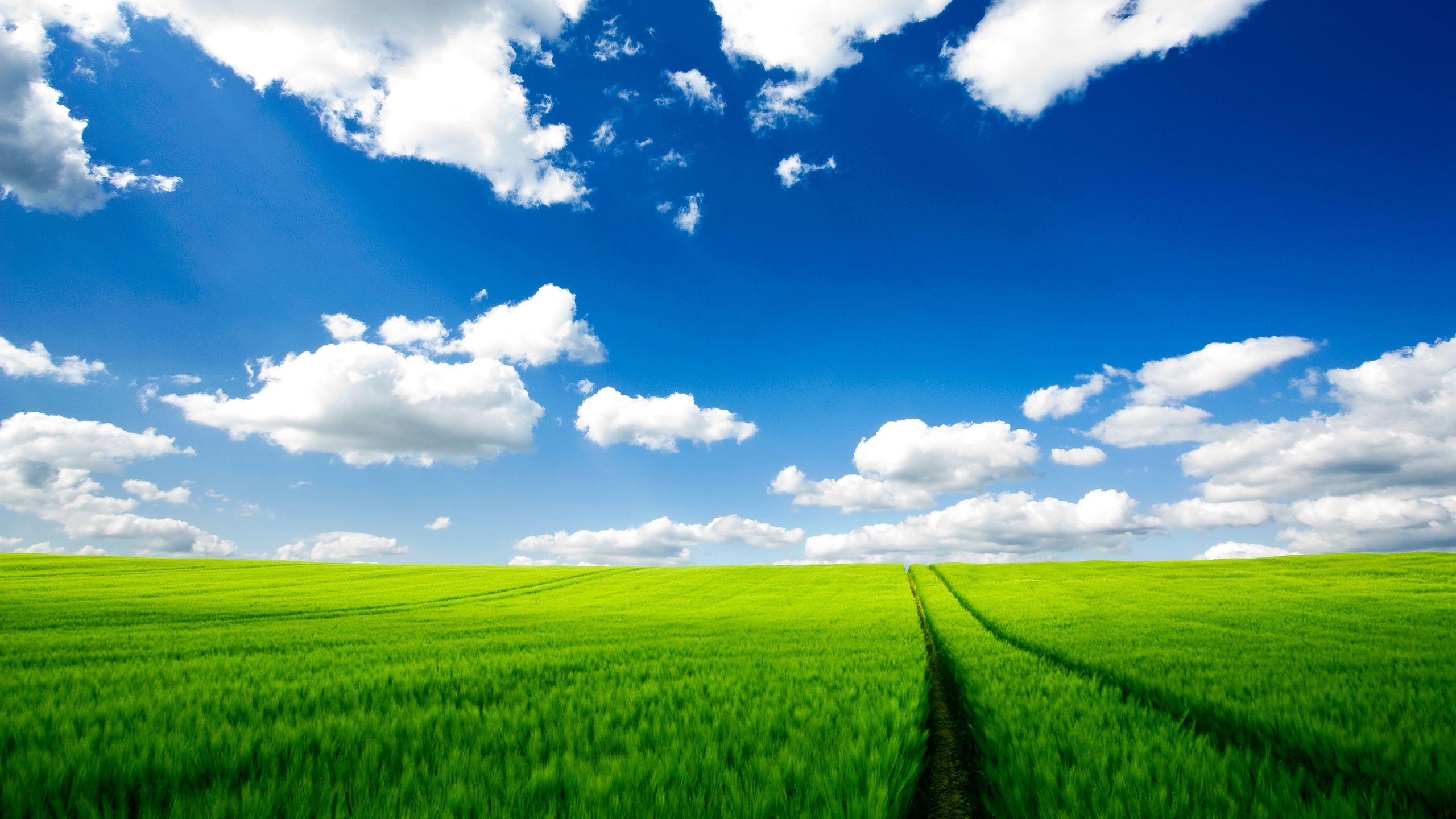 2560x1440 Pure Nature HD Wallpaper in jpg format for free download