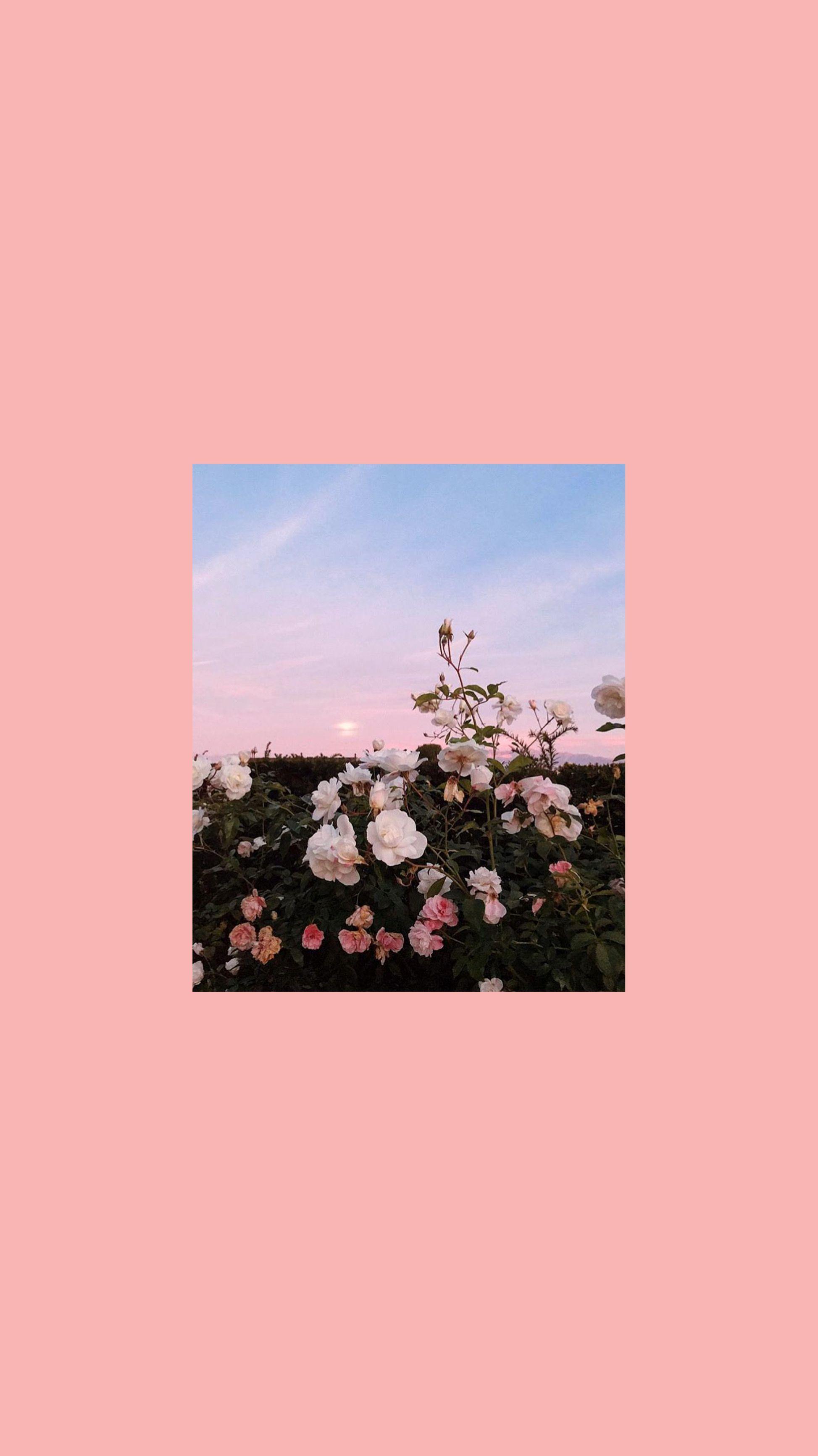 1947x3464 Wallpaper for iPad Pro ☺️. Flowers photography wallpaper, Aesthetic iphone wallpaper, Photography wallpaper