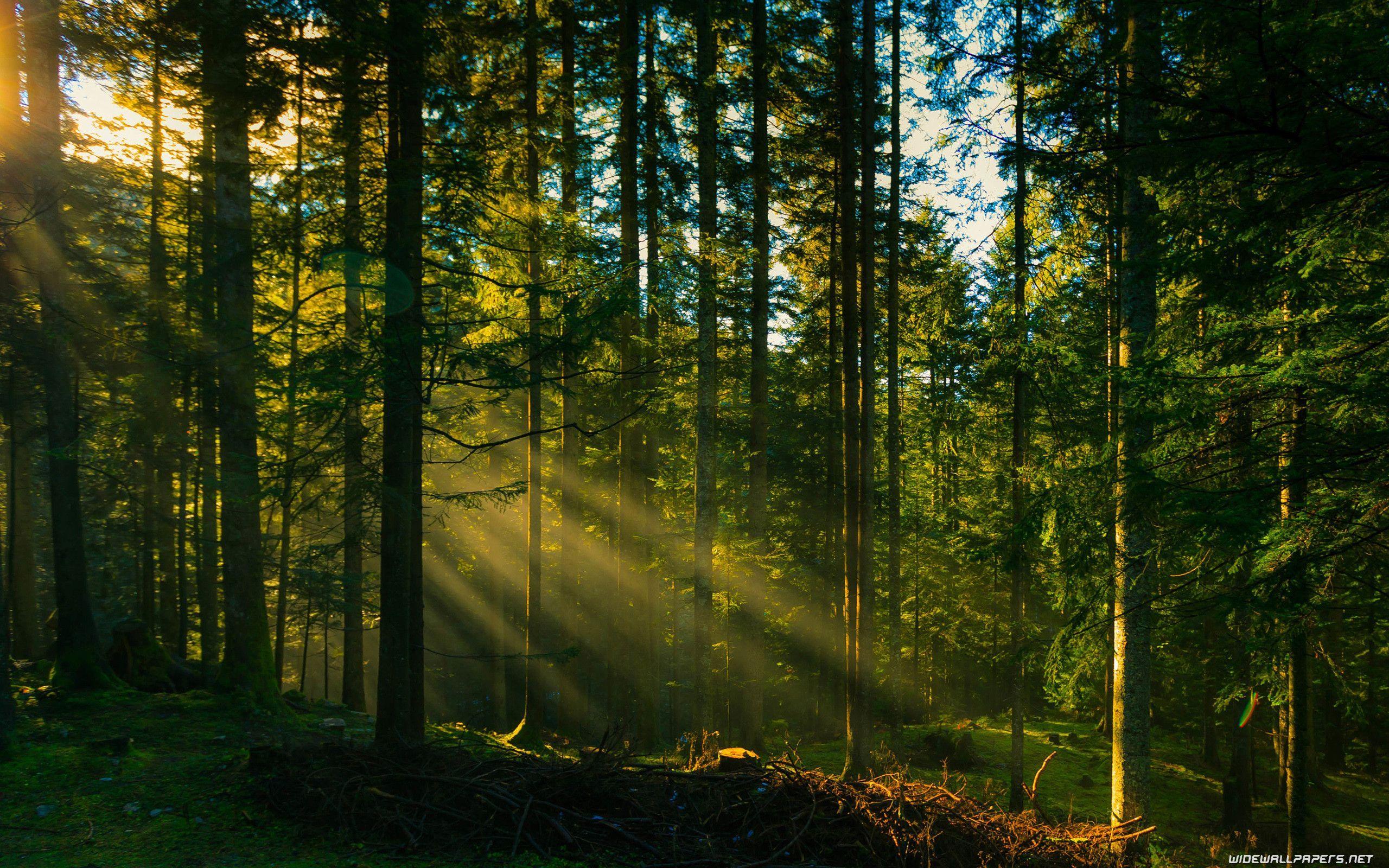 2560x1600 Forest Computer Wallpaper