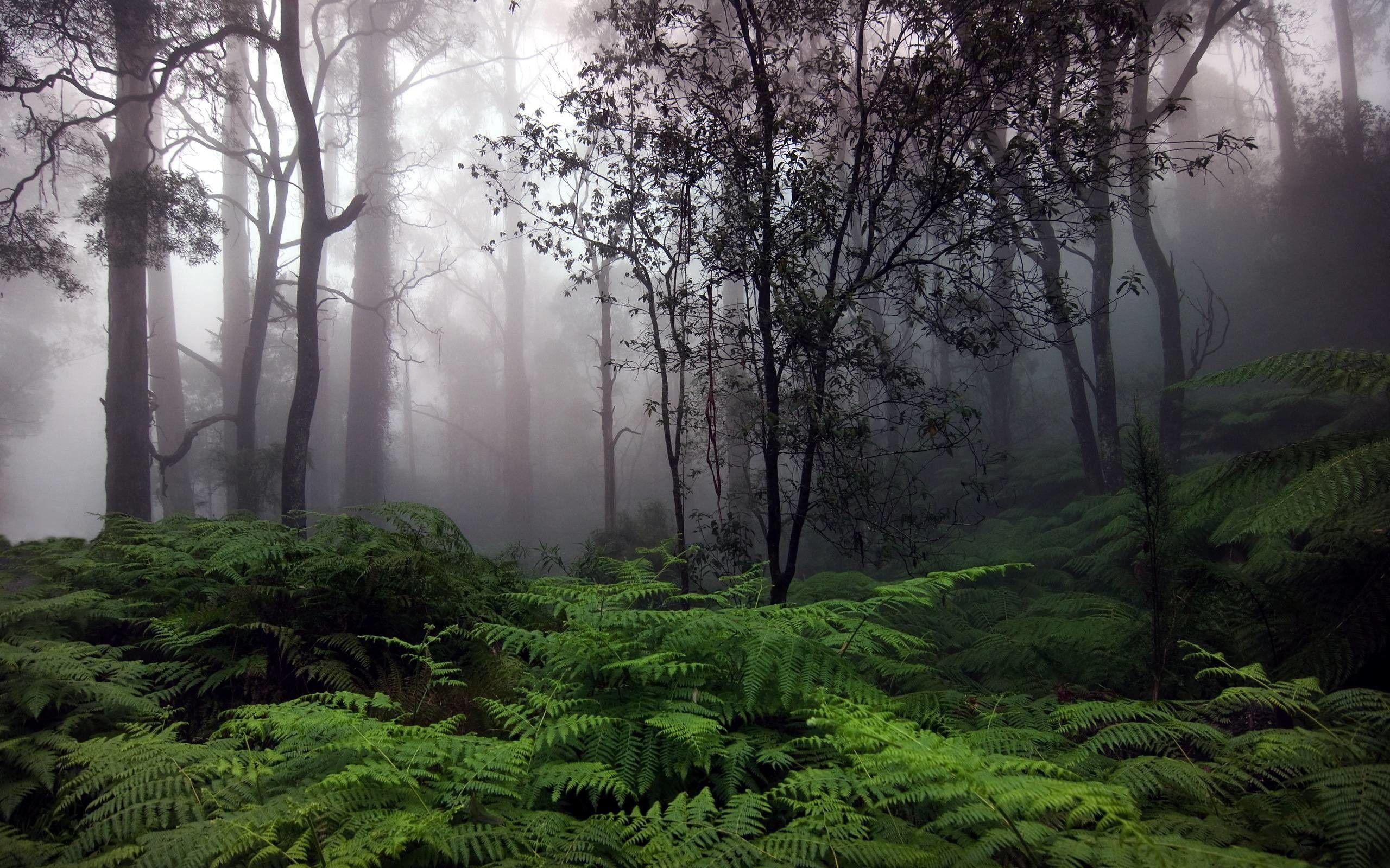 2560x1600 Raining Forest Wallpaper