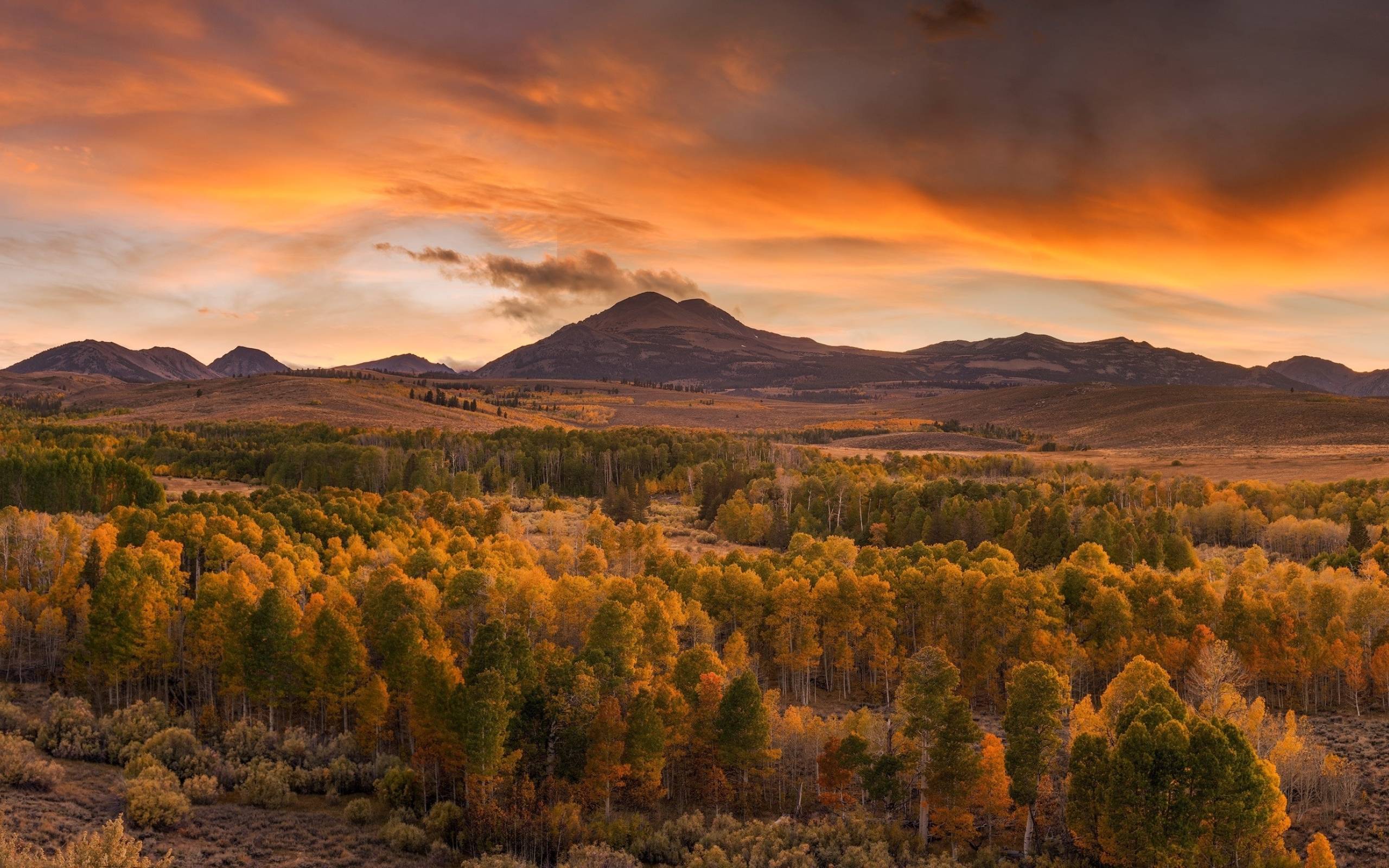 2560x1600 Forest in Autumn 2560x1600 Resolution Wallpaper, HD Nature 4K Wallpaper, Image, Photo and Background