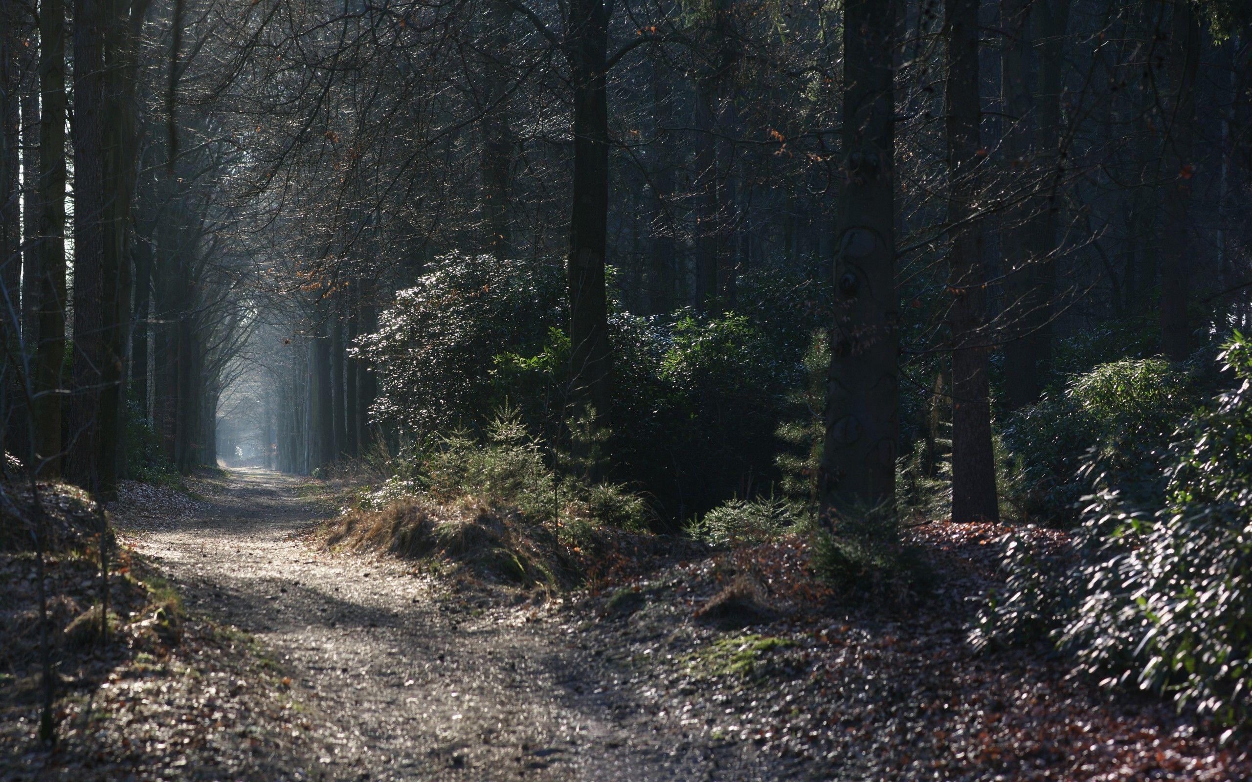 2560x1600 Download 2560x1600 Fog, Forest, Path Wallpaper for MacBook Pro 13 inch