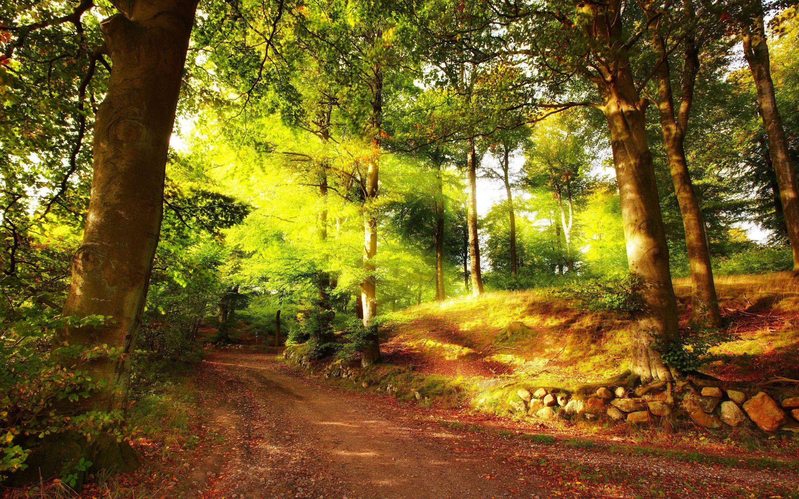 2560x1600 Autumn Path In Forest Wallpaper [2560x1600] - [2560 X 1600]