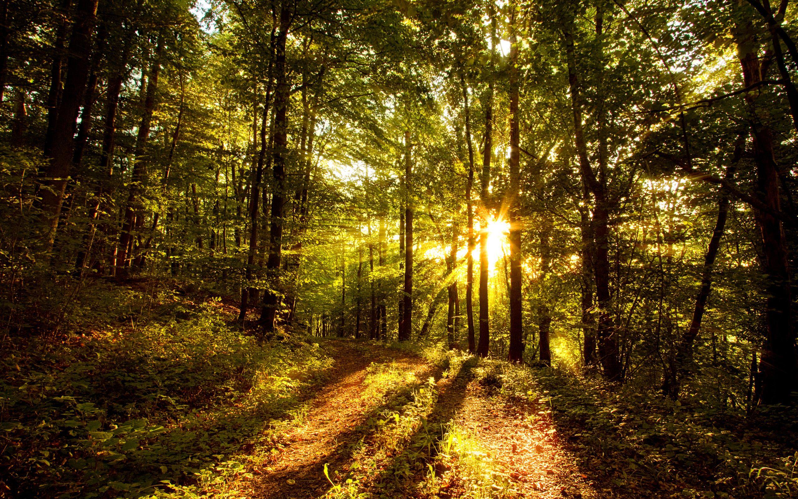 2560x1600 Wallpaper Forest