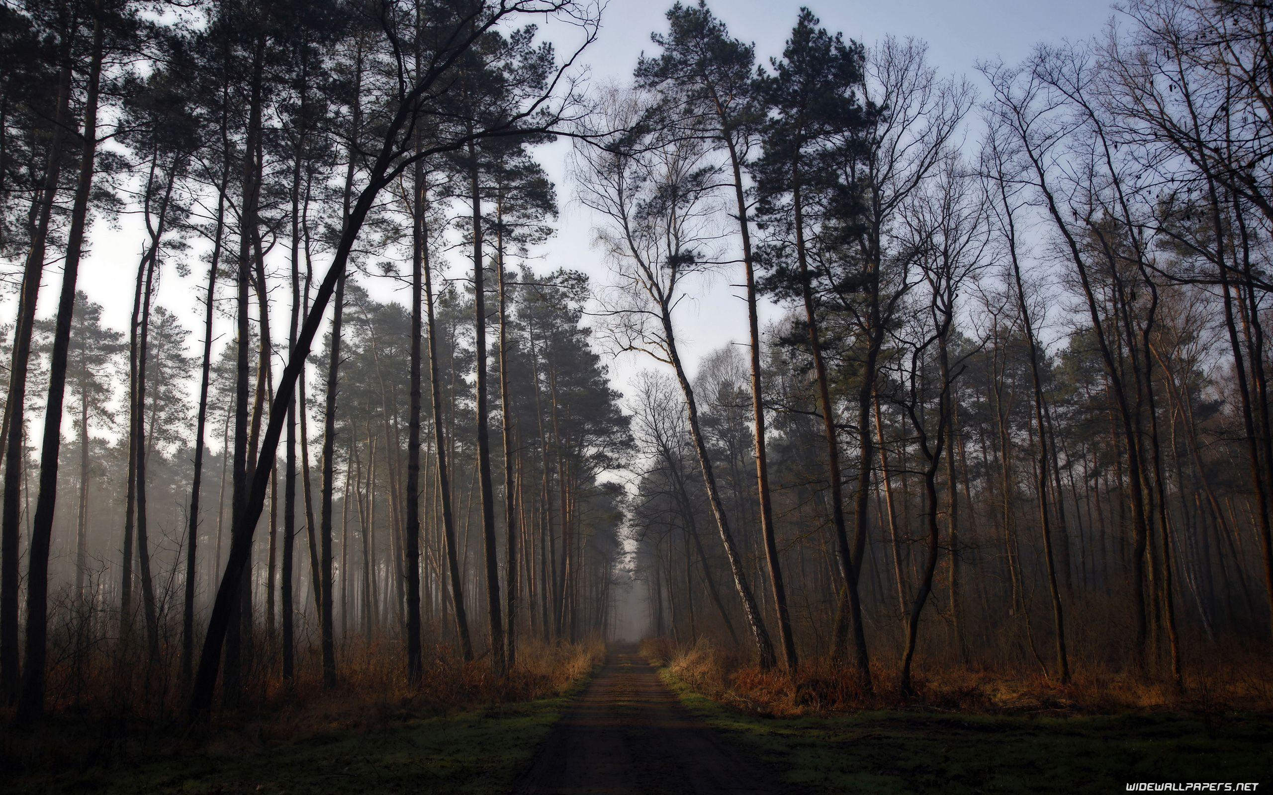 2560x1600 Forest desktop wallpaper 4K Ultra HD