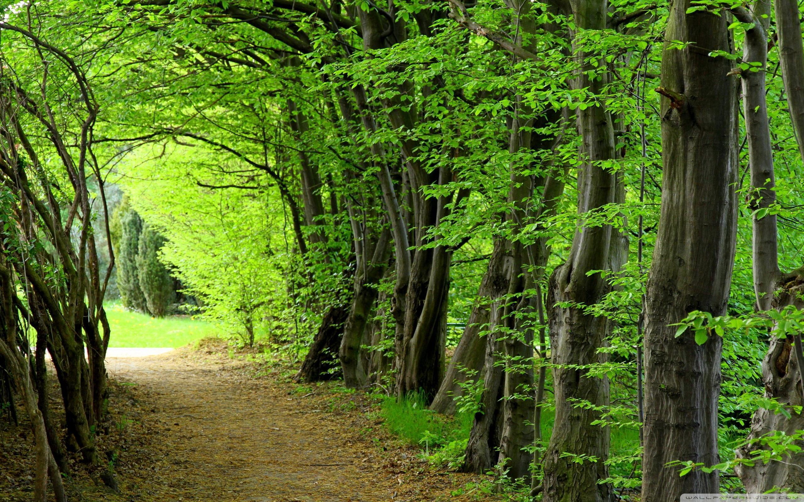2560x1600 Summer Forest Wallpaper