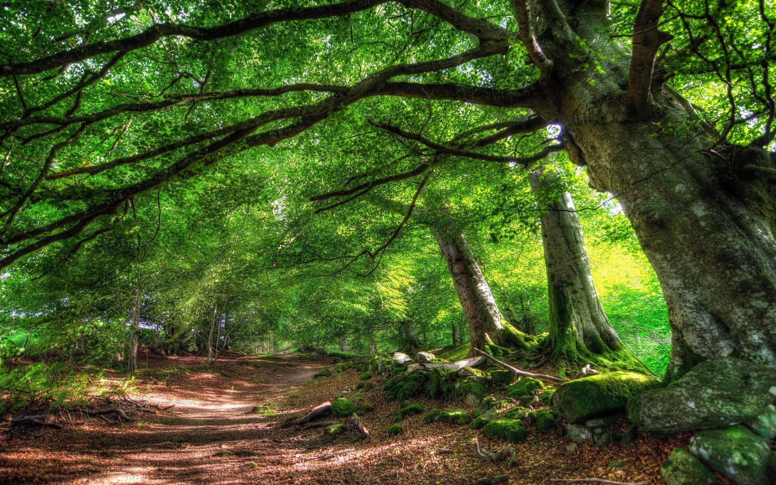 2560x1600 Forest Wallpaper Desktop Tree HD Wallpaper