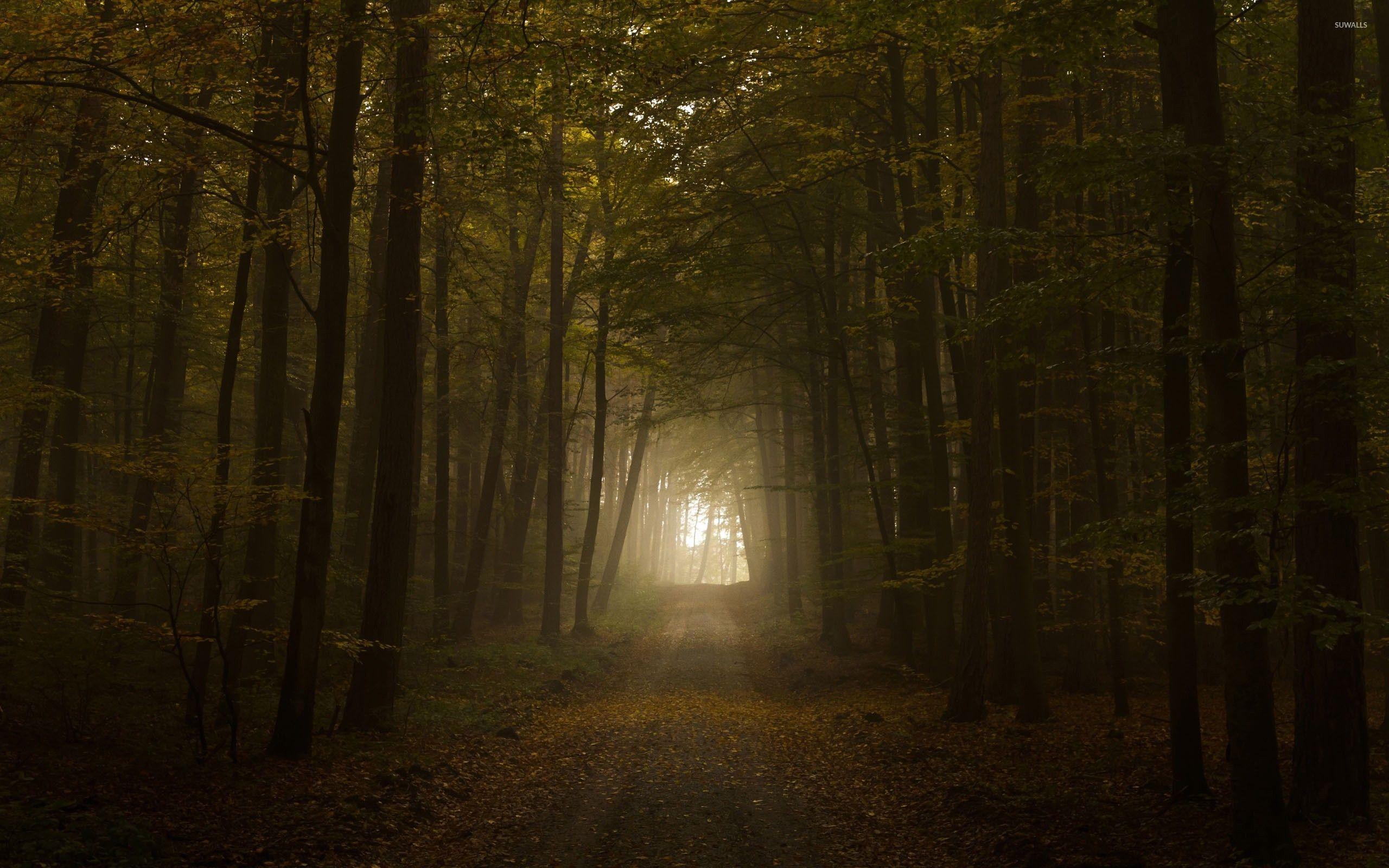 2560x1600 Pathgy forest wallpaper wallpaper
