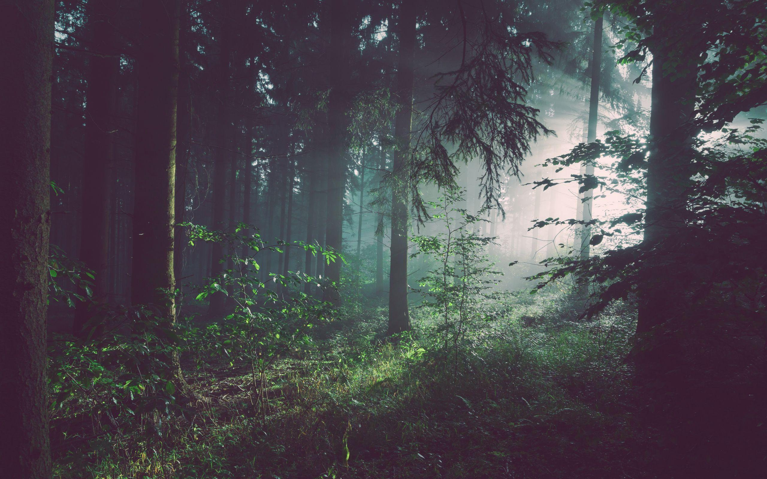 2560x1600 Download wallpaper 2560x1600 forest, trees, fog widescreen 16:10 HD background