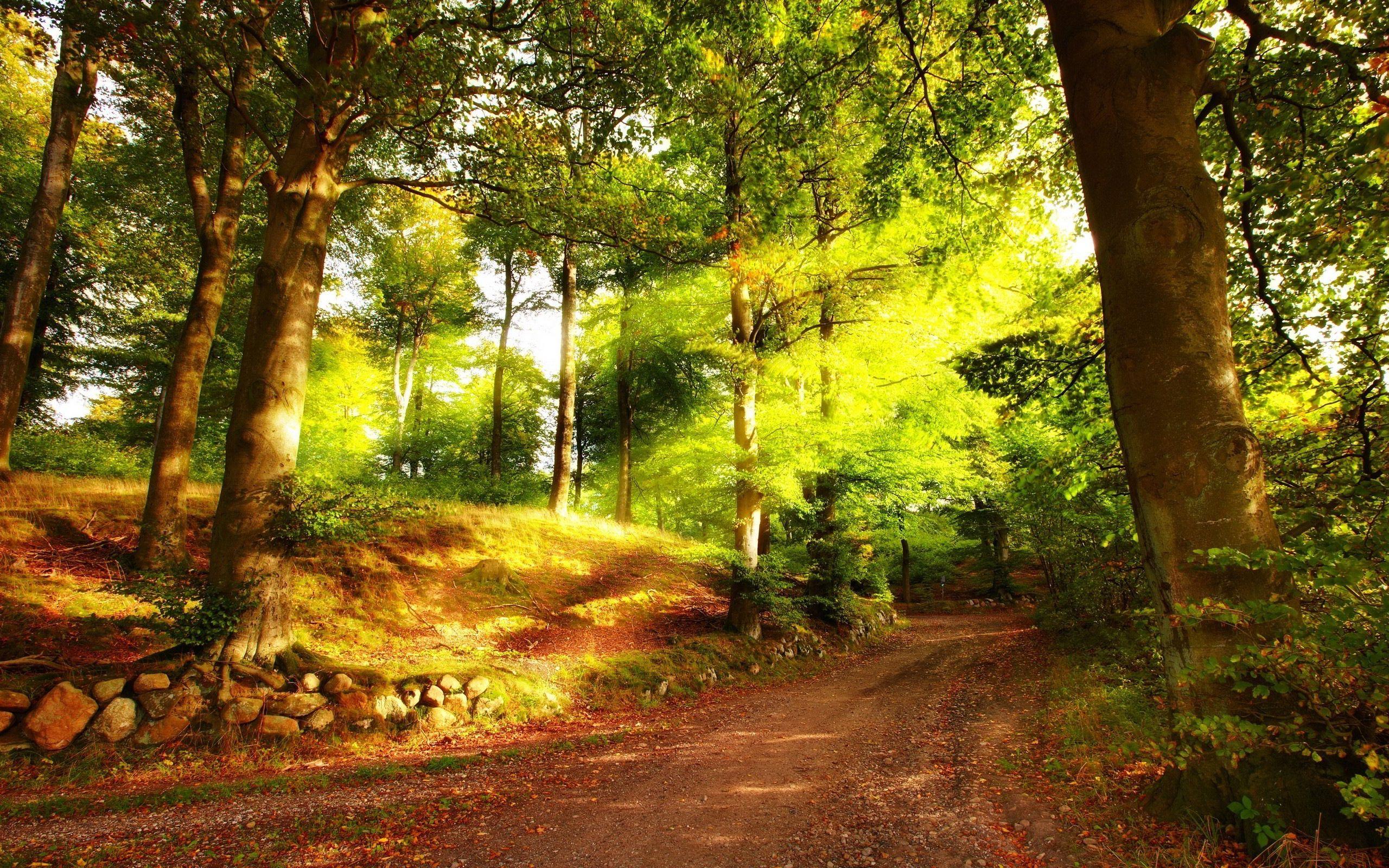 2560x1600 Summer Forest Wallpaper
