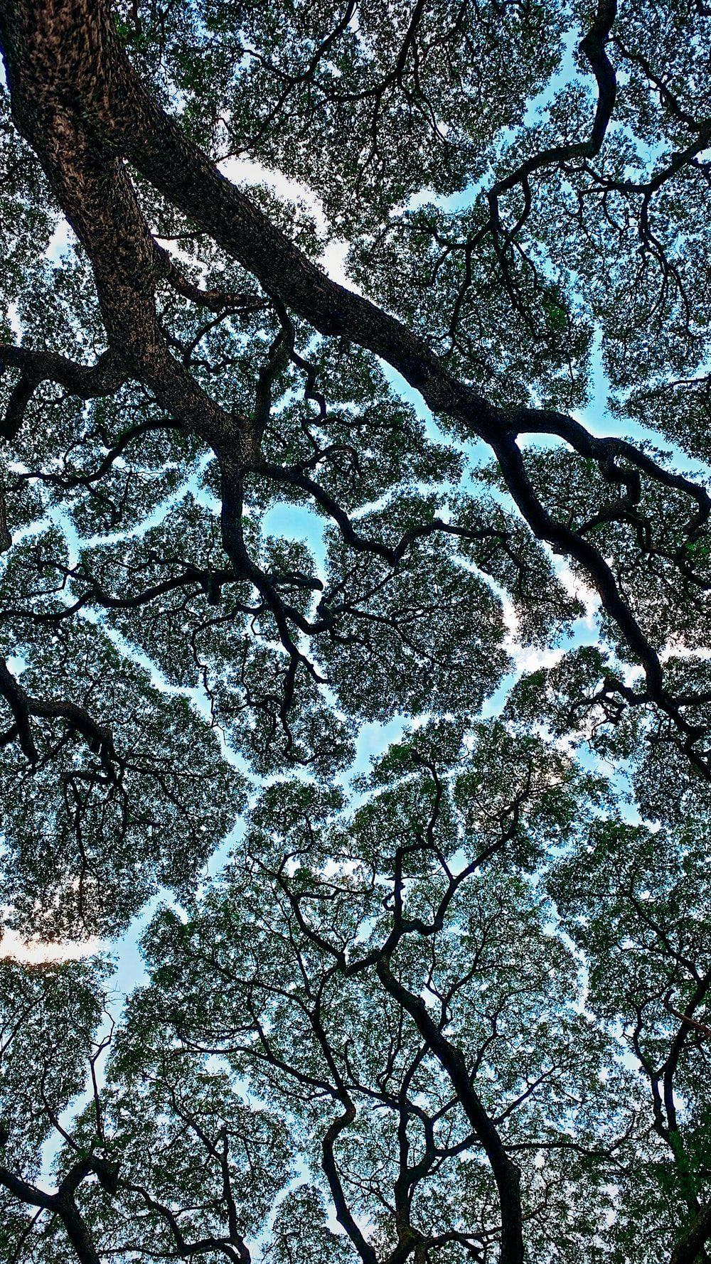 Crown Shyness Wallpapers - Top Free Crown Shyness Backgrounds