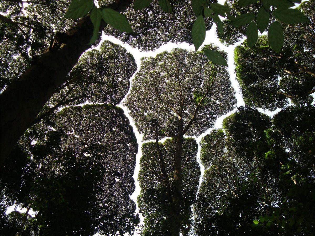 1200x900 Tree Crown Shyness Photography