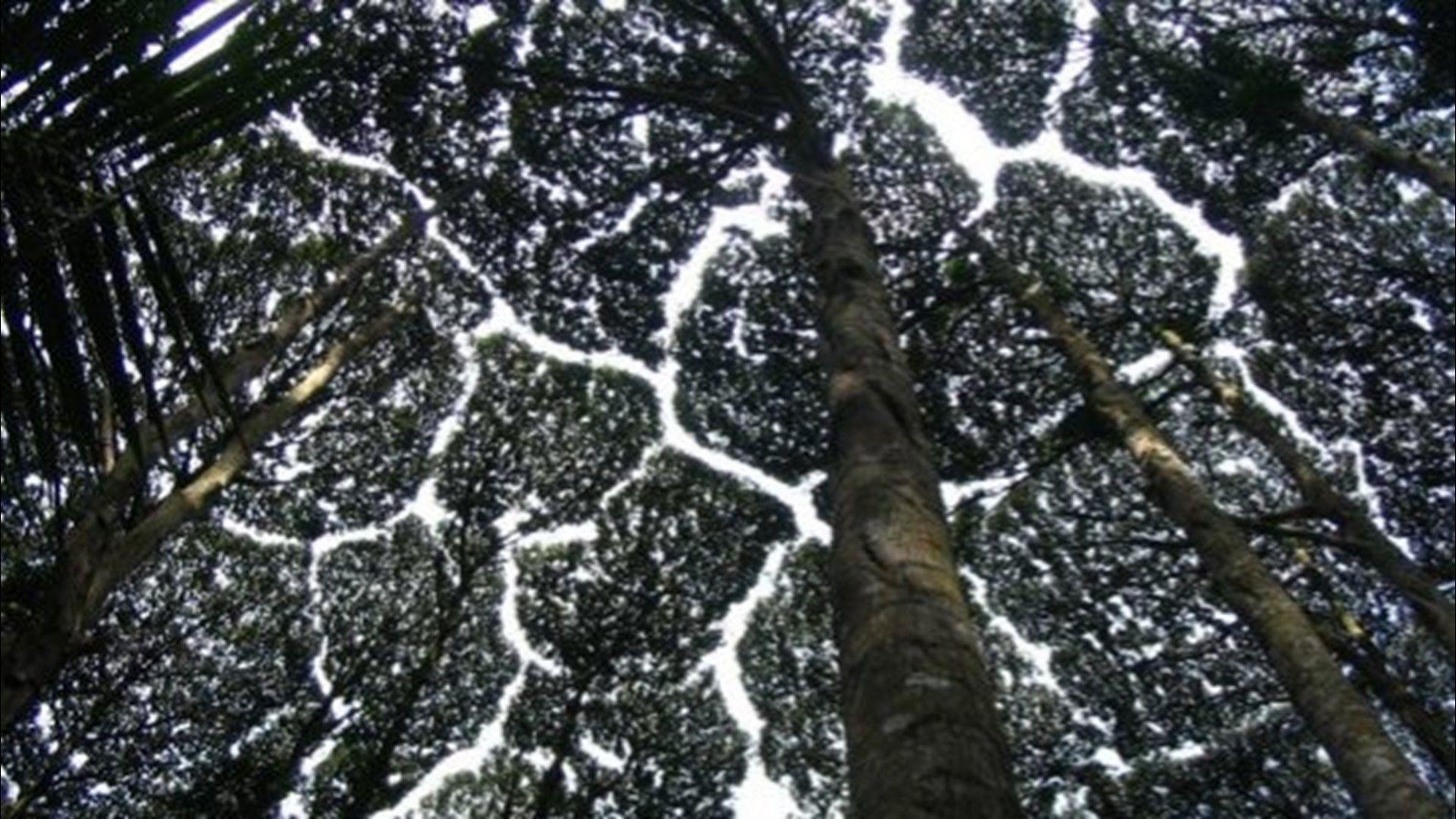 1920x1080 Some Trees Avoid Touching Each Other Because of This Specific Thing