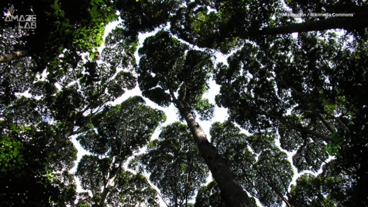 1280x720 'Crown shyness': Some trees avoid touching each other