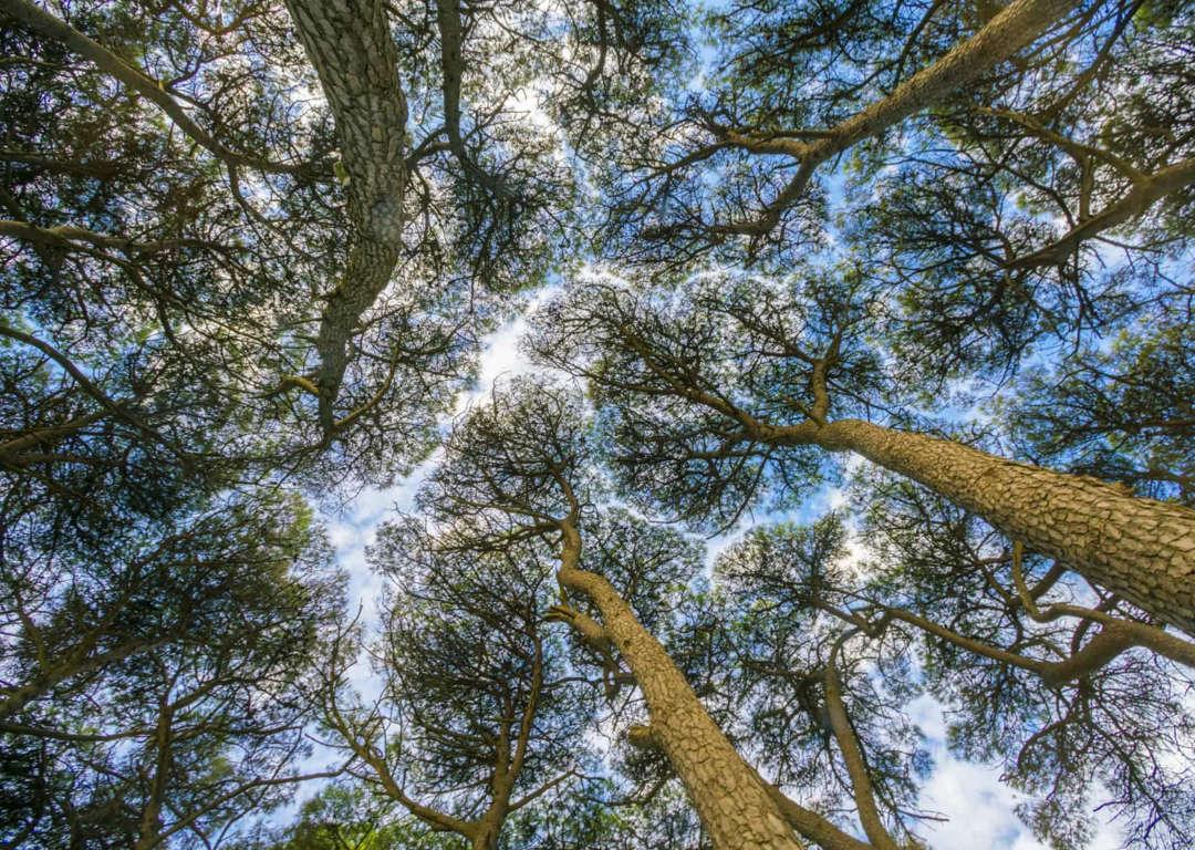 1080x768 Trees avoid touching? The stunning mystery of crown shyness