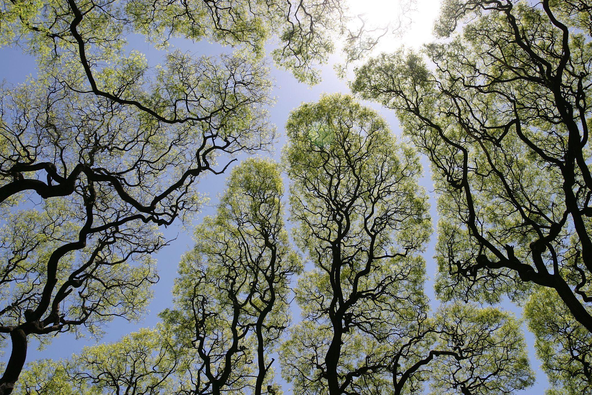 2048x1365 Robert Macfarlane on Twitter. Tree canopy, Natural phenomena, Tree