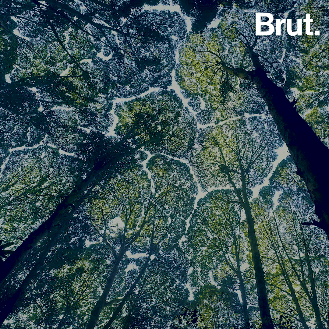 1080x1080 What is crown shyness?. Brut