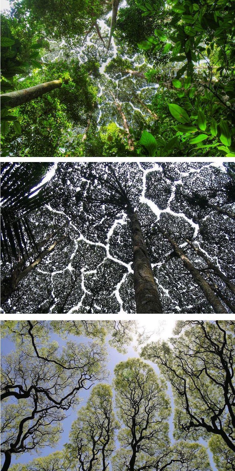 Crown Shyness Wallpapers - Top Free Crown Shyness Backgrounds