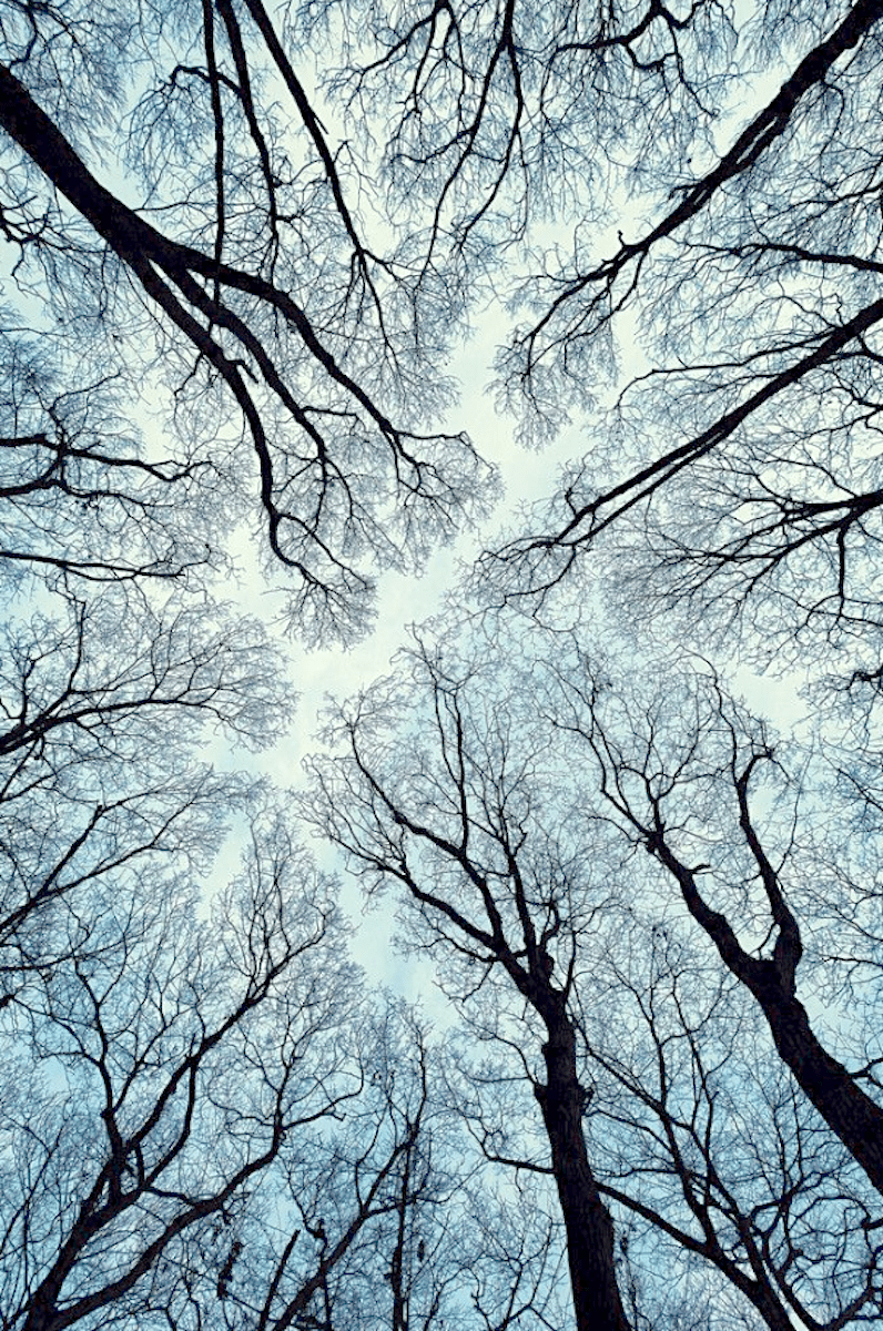 Crown Shyness Wallpapers - Top Free Crown Shyness Backgrounds